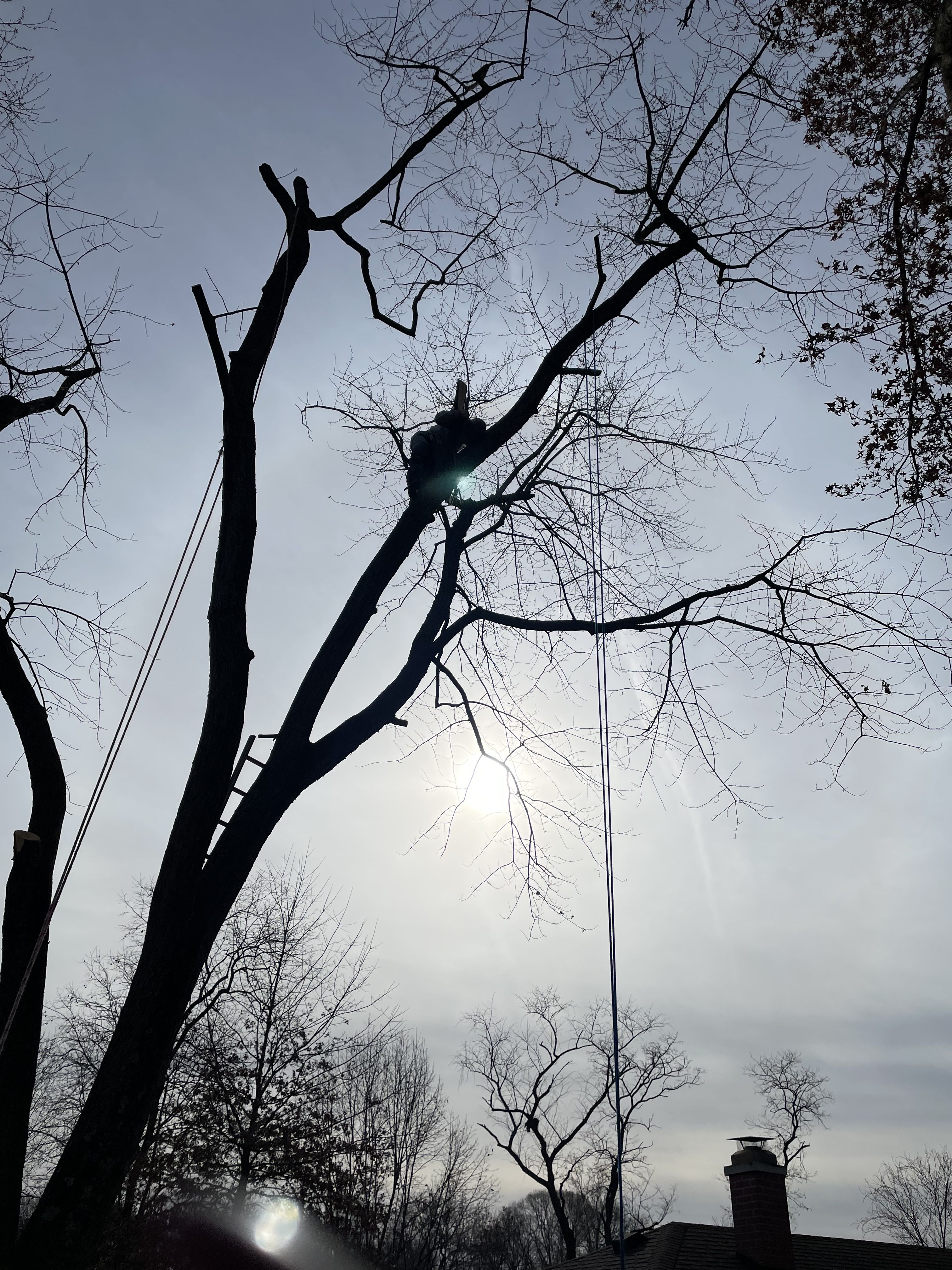  for Stinger Tree Service in Belleville, IL