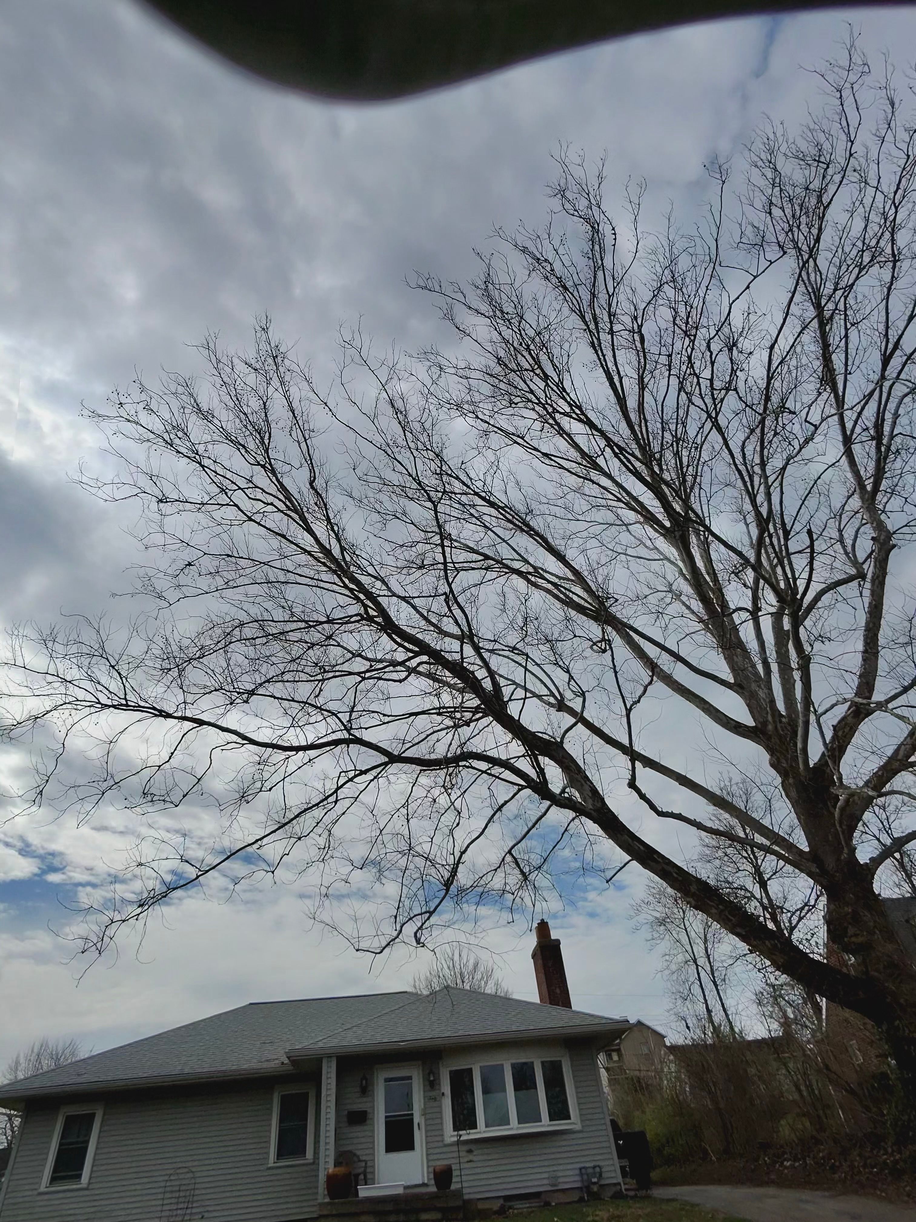 All Photos for Pro Tree Trim & Removal, Llc in Dayton, OH