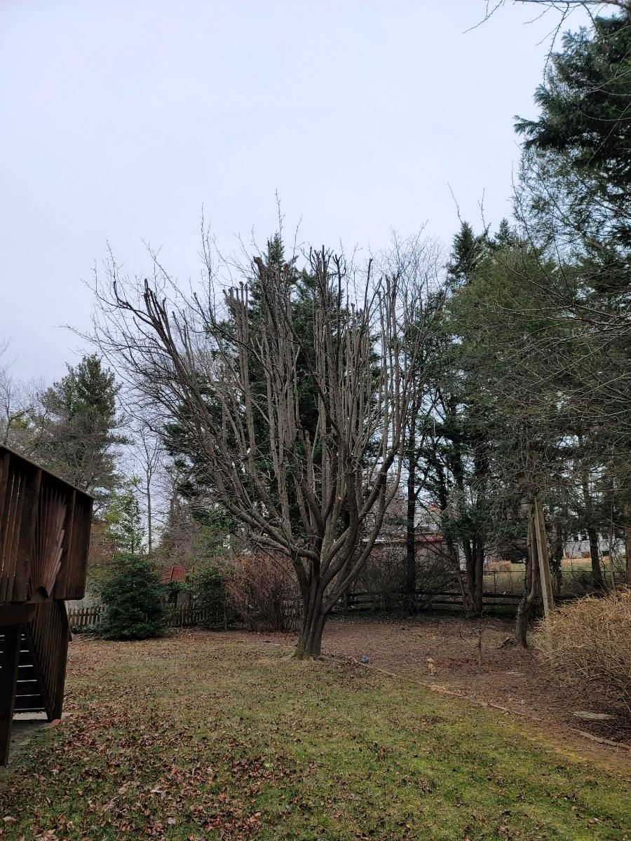  for Integrity Tree and Landscaping in Lynchburg, VA