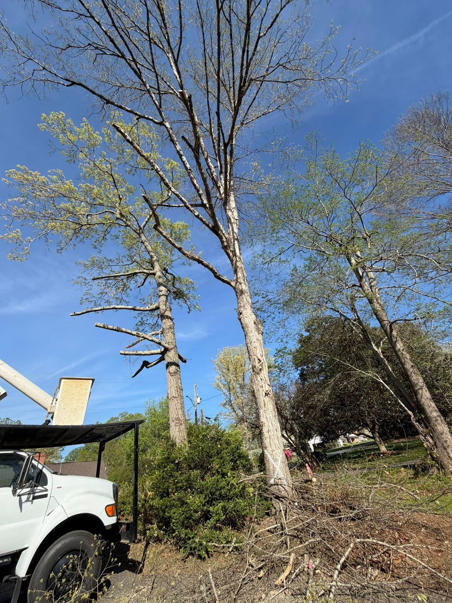  for ABC Tree Service in Dobson, NC