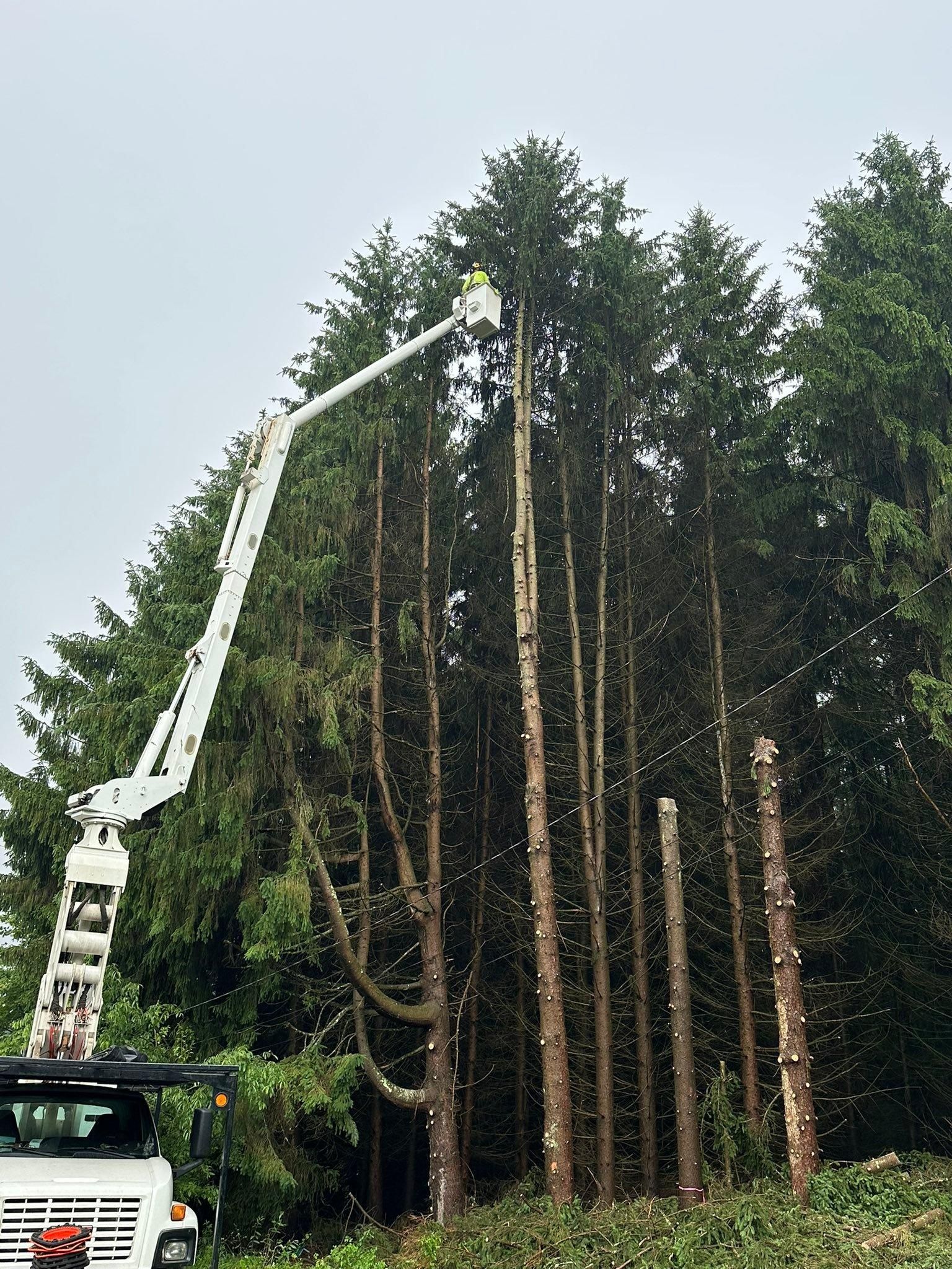 for Mad Tree Service in Cochranton, PA