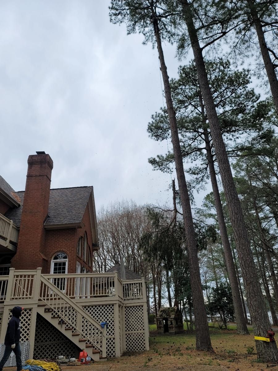  for Integrity Tree and Landscaping in Lynchburg, VA