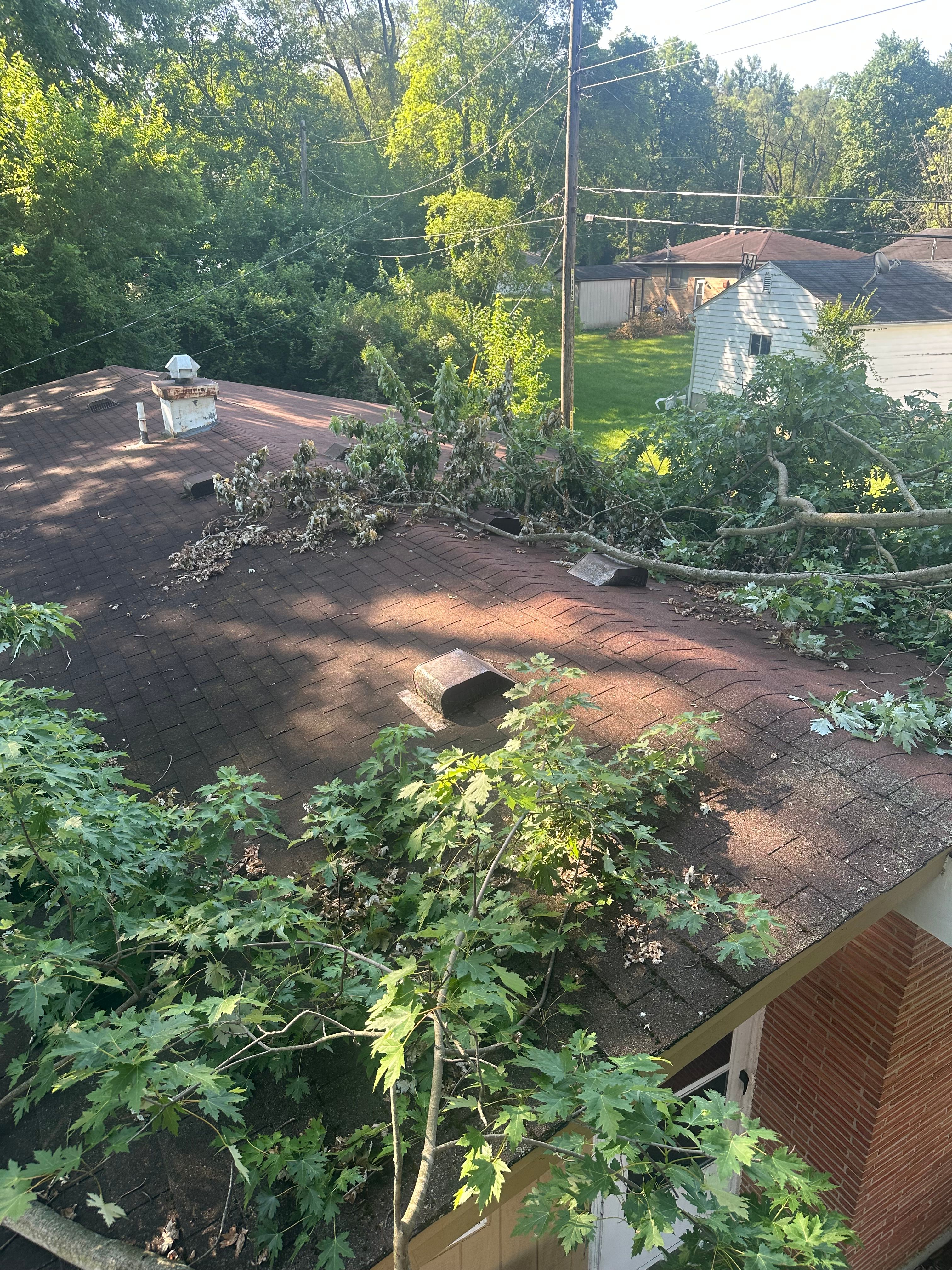 All Photos for Pro Tree Trim & Removal, Llc in Dayton, OH