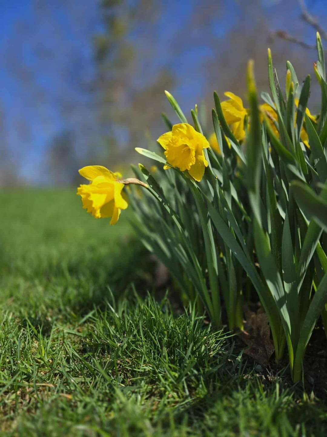 All Photos for Casey's Lawn Service LLC in Orono, ME