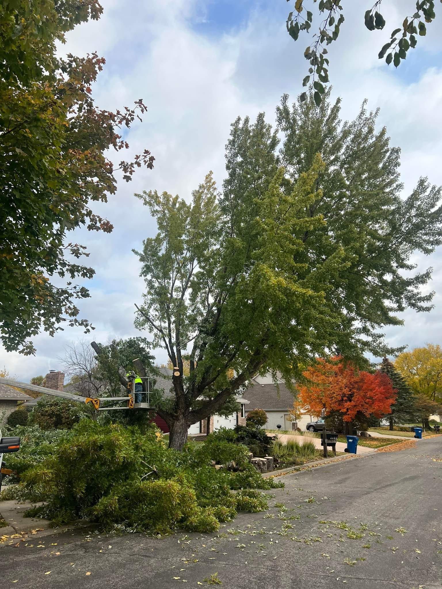 Tree Removal for Buffalo Family Tree Care in Buffalo, MN