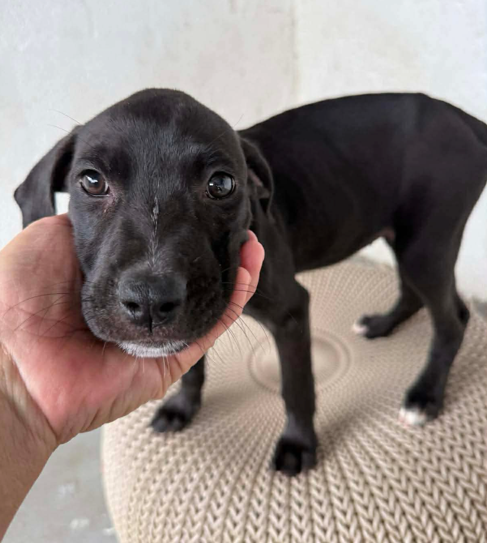  for Sullivan Sanctuary of Maine in Brunswick, ME