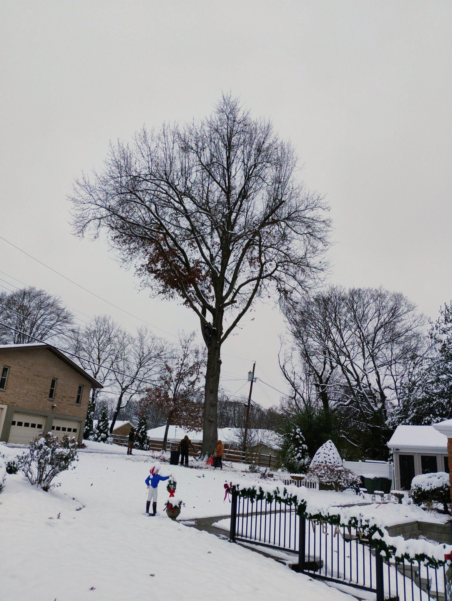  for Kingdom Tree Trimming and Removal LLC in Covington, KY