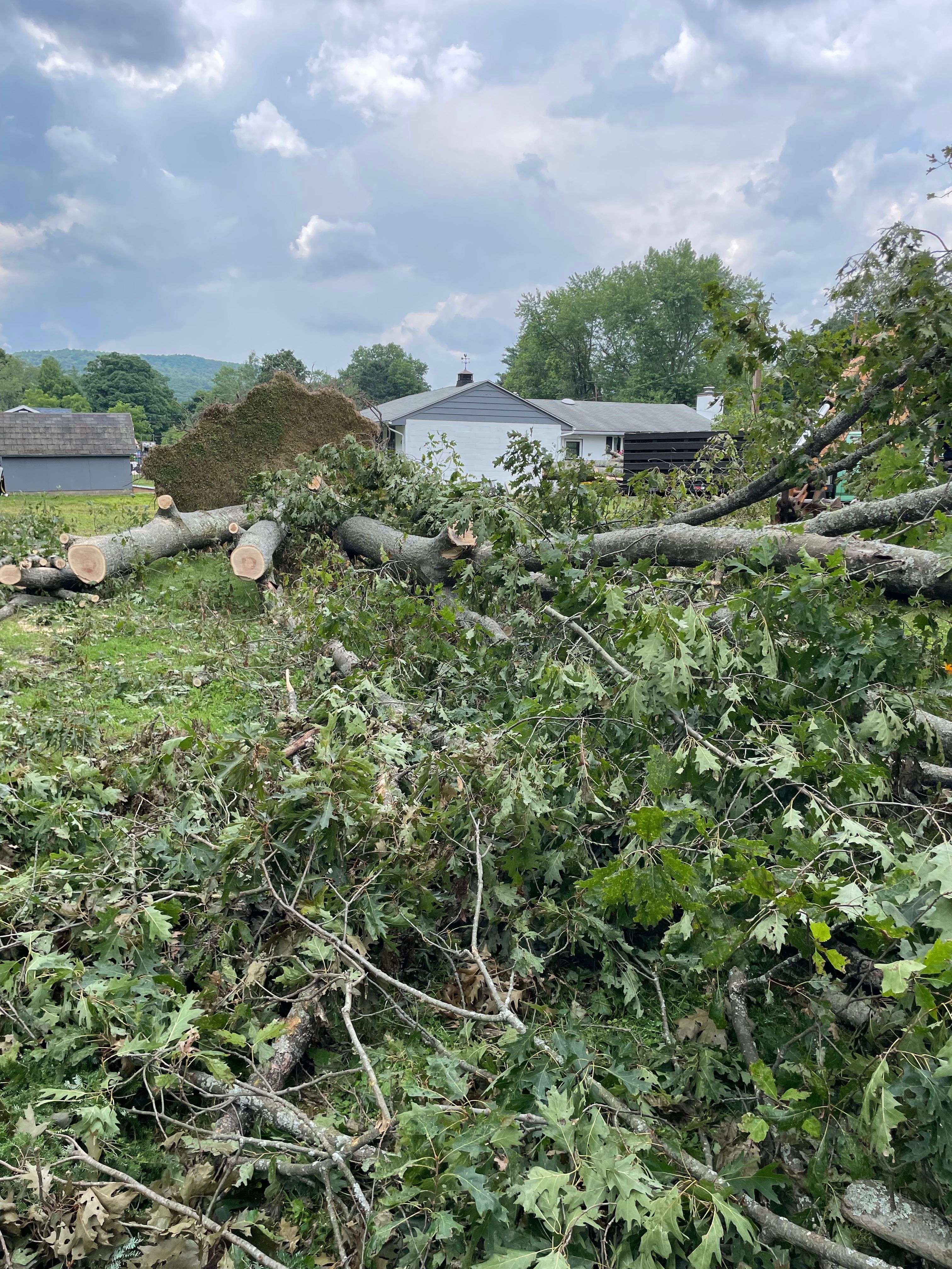 Tree Removal for Benjamin & Sons in Elmira, NY