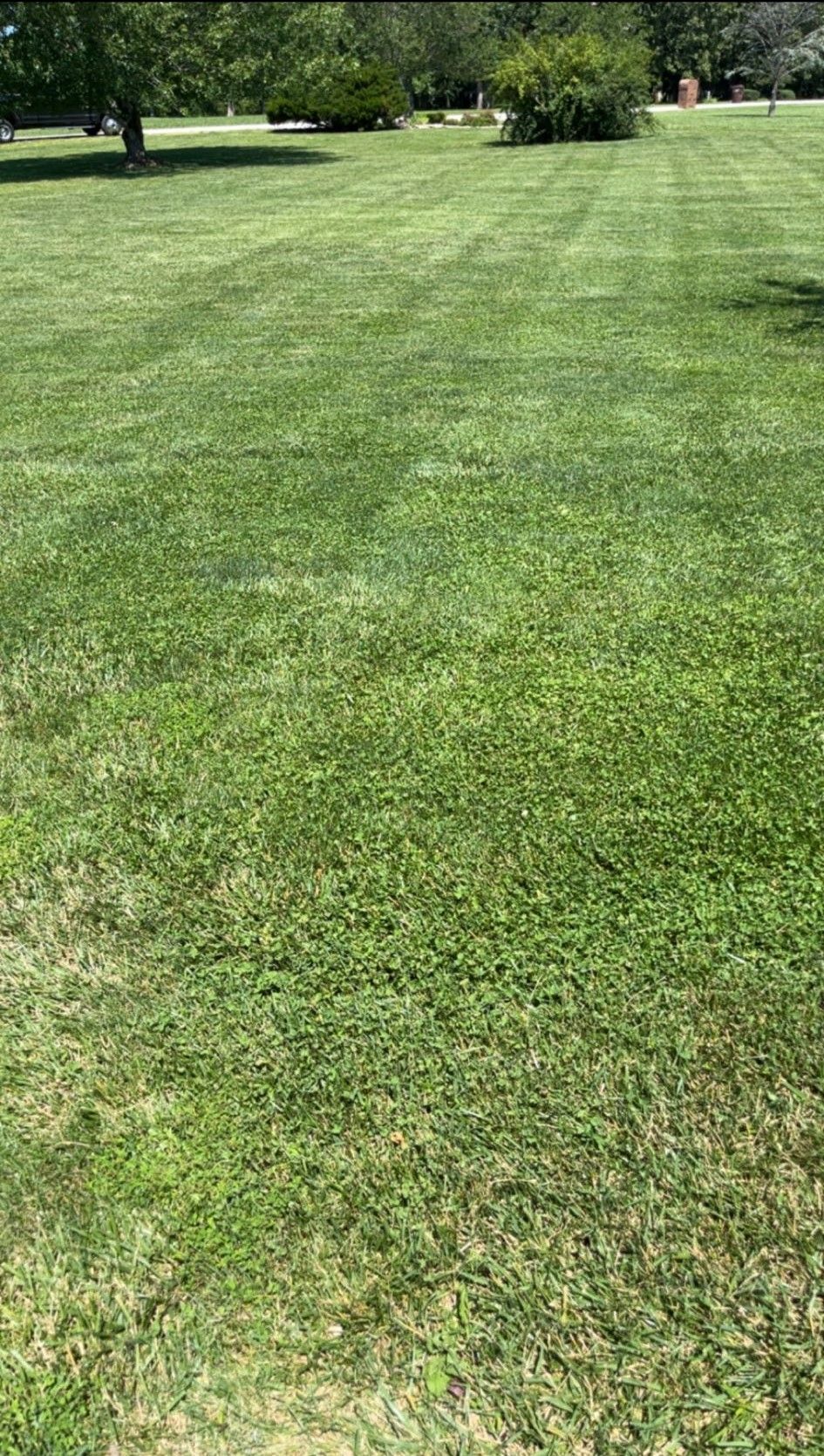Lawn Care for Wright Lawn Services in Ozark, MO