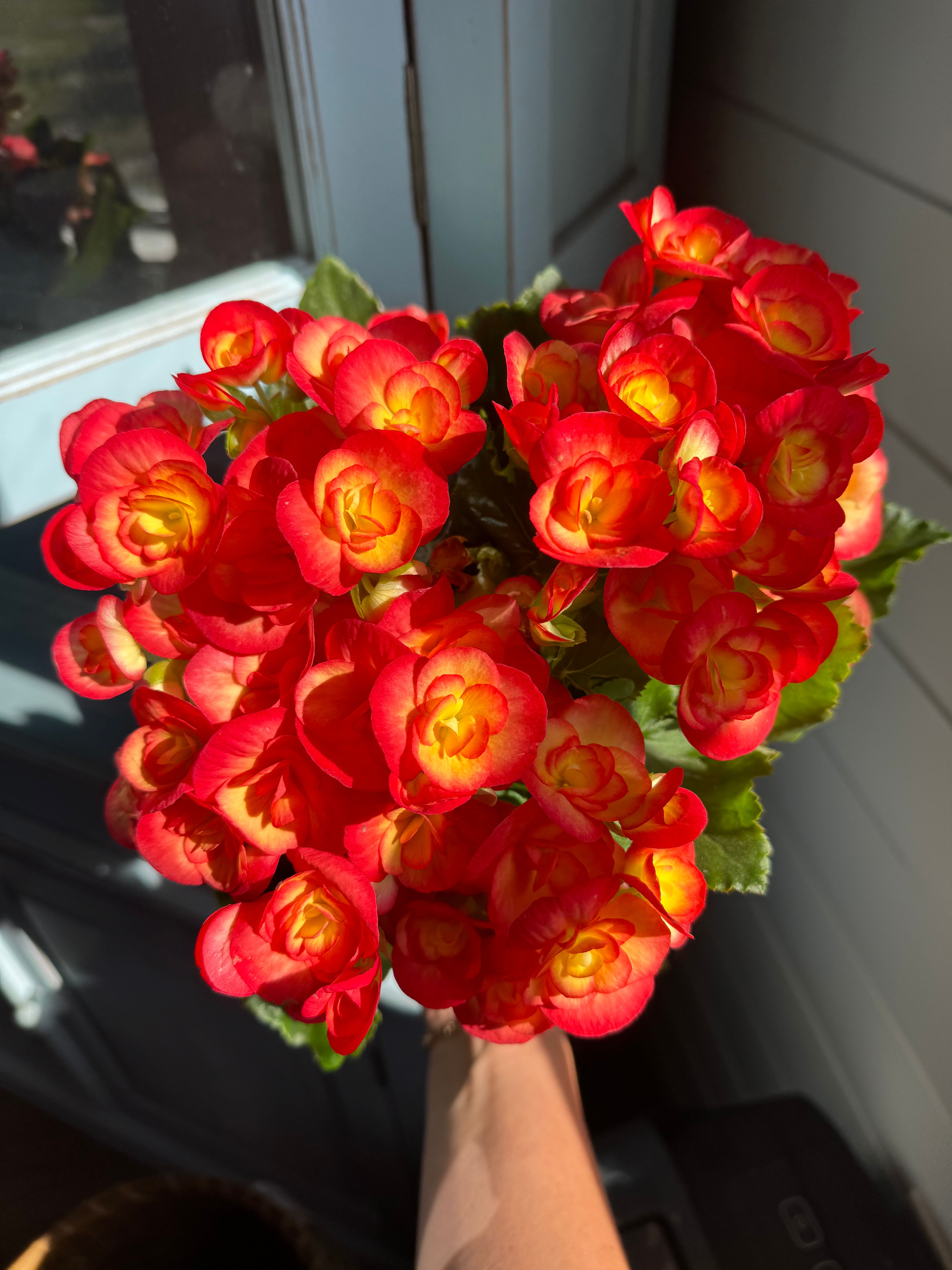  for Southern Roots Tree Farm in Crystal River, FL