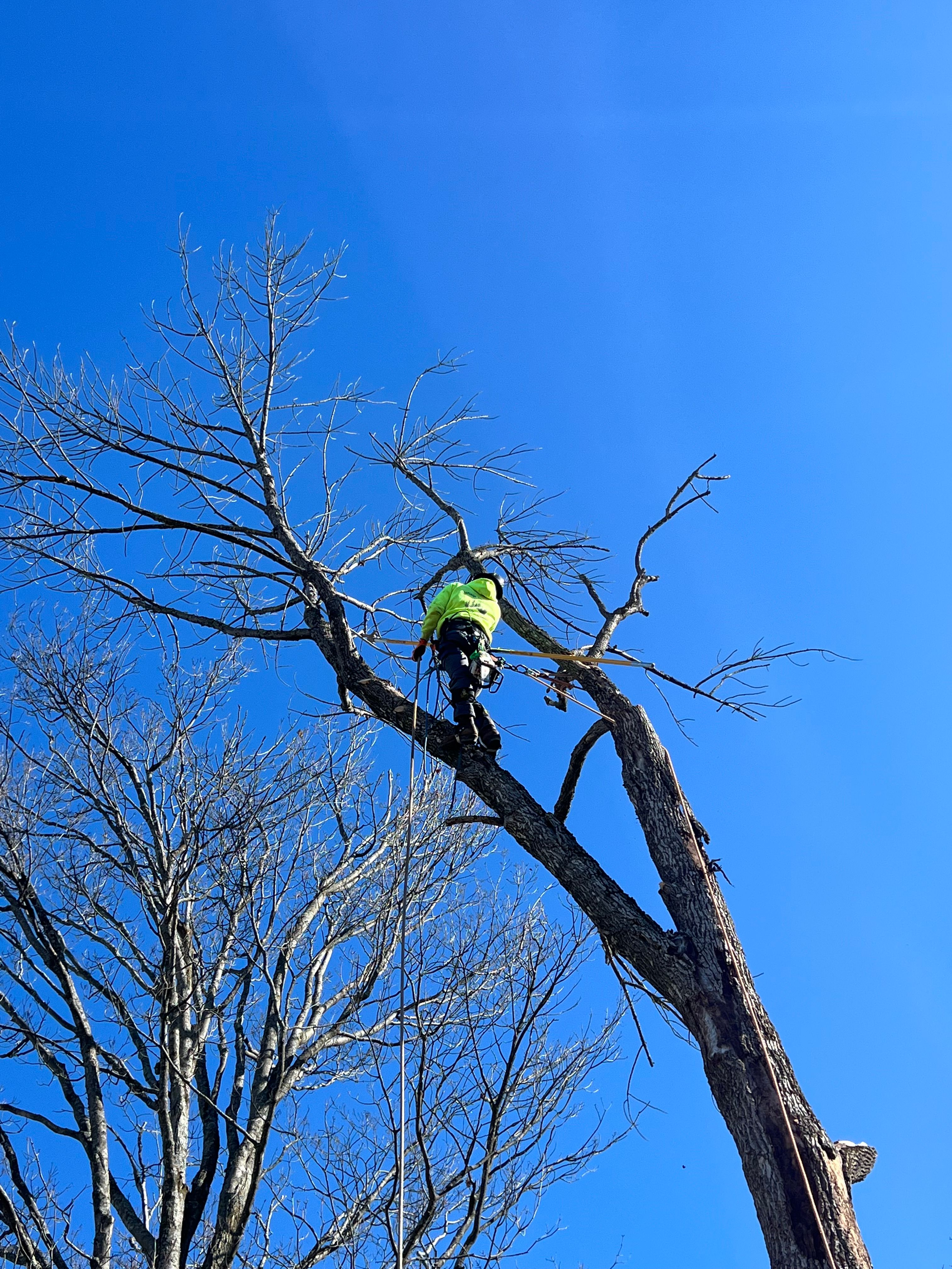 All Photos for Sterlings Tree Removal in Cobleskill, New York