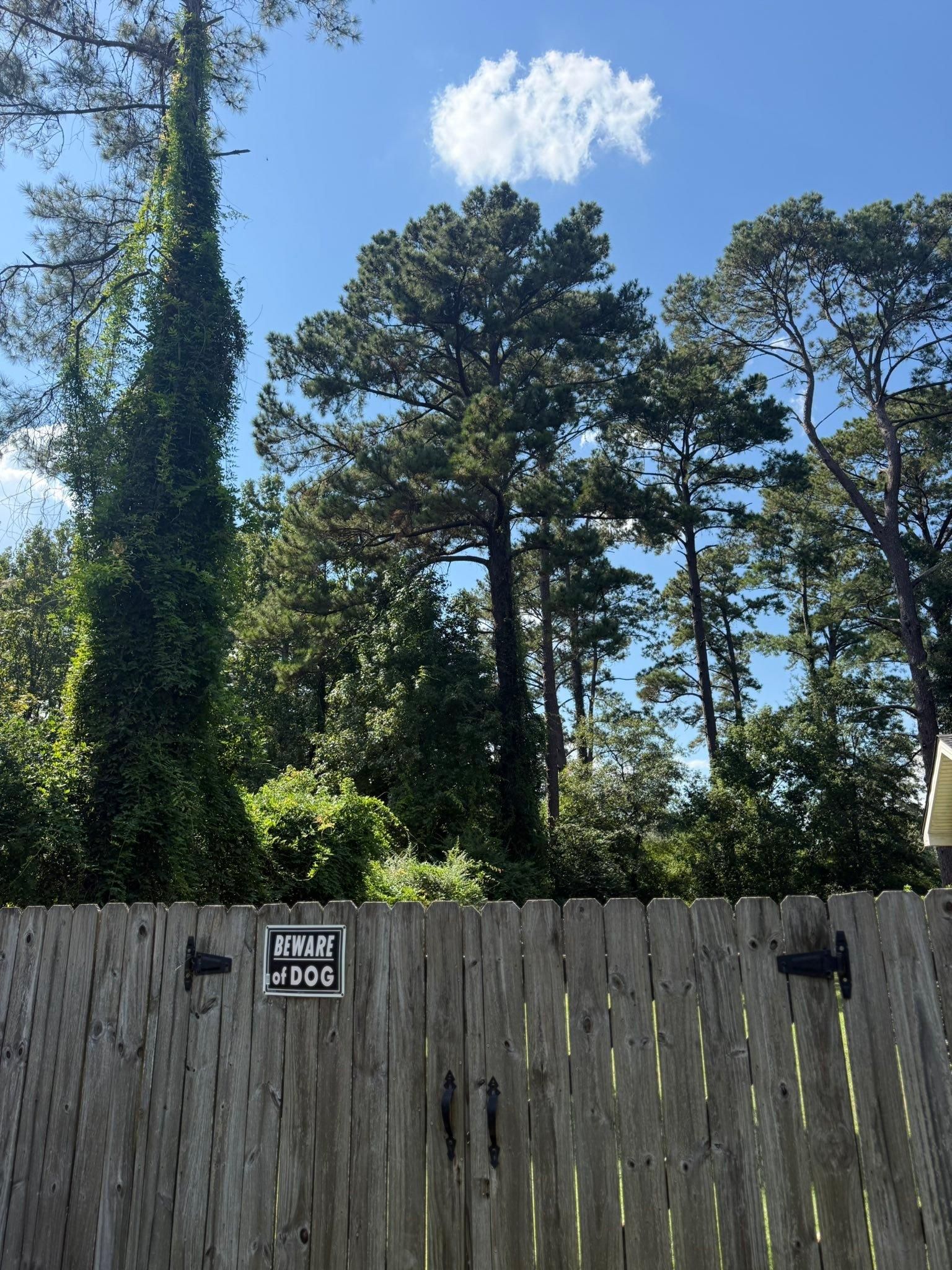 All Photos for Hawkins Tree Service & Land Management in Richmond Hill, GA