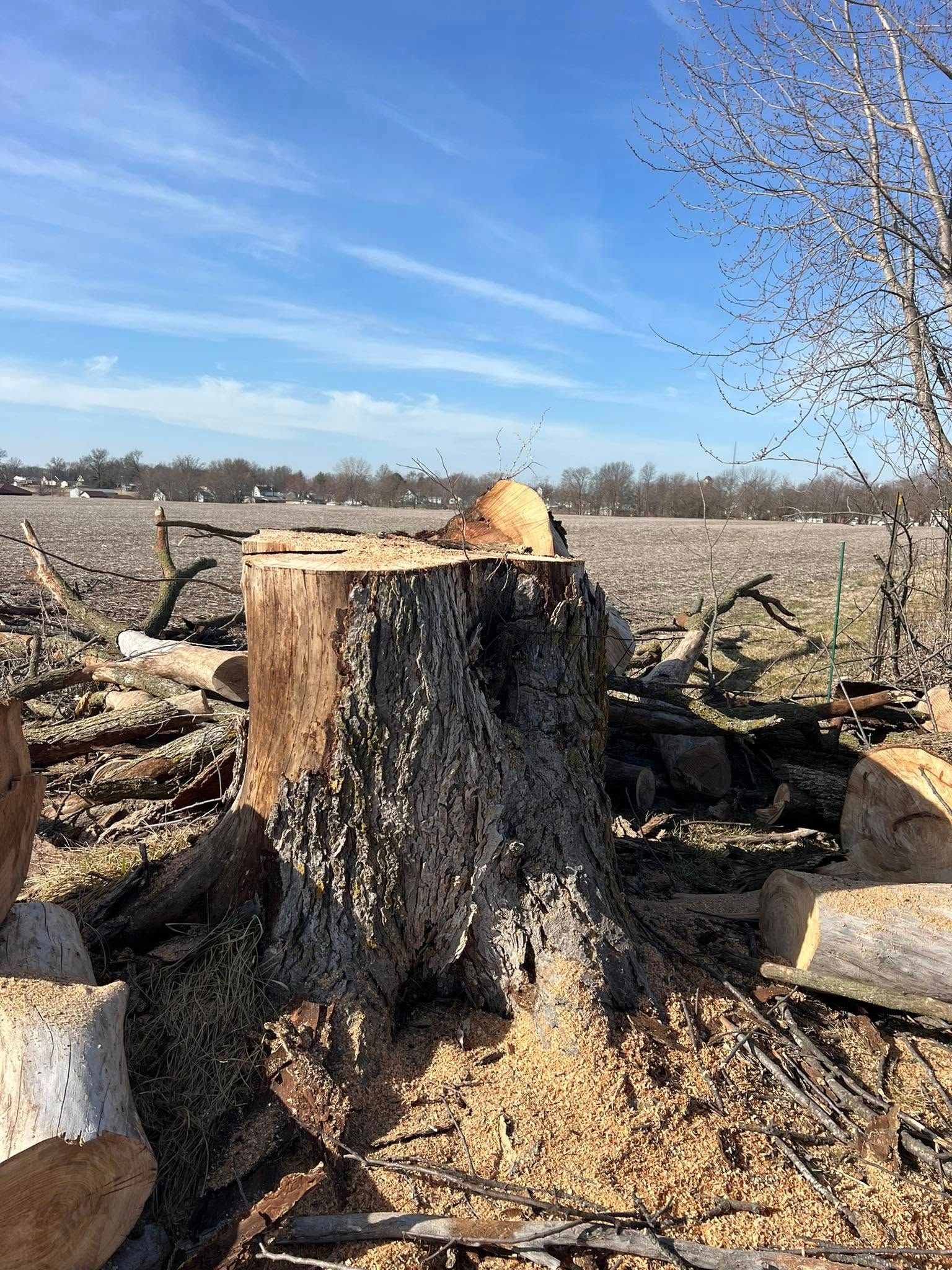 Tree Removal for Baker Professional Services LLC in Shelbina, MO