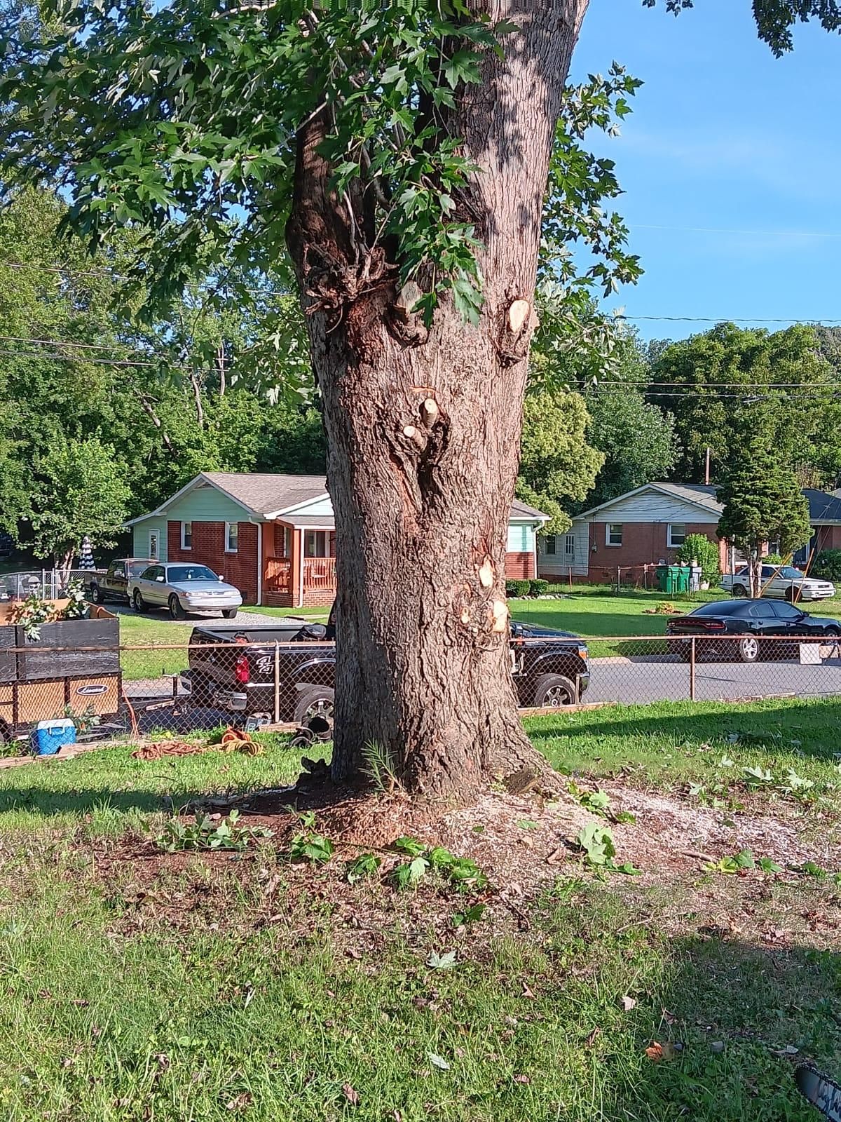  for Stem Tree Service in Belmont, NC