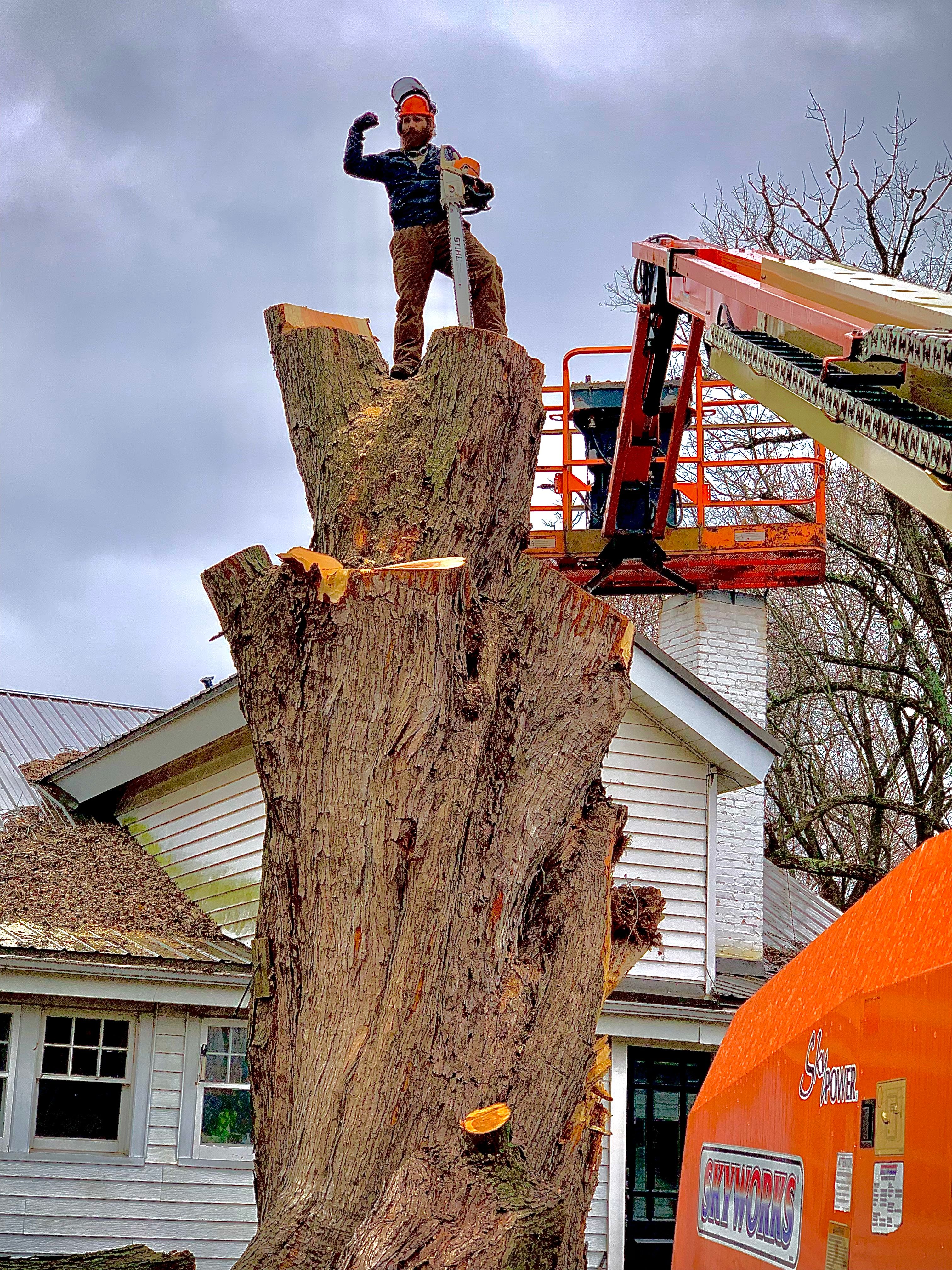 Tree Removal for Benjamin & Sons in Elmira, NY