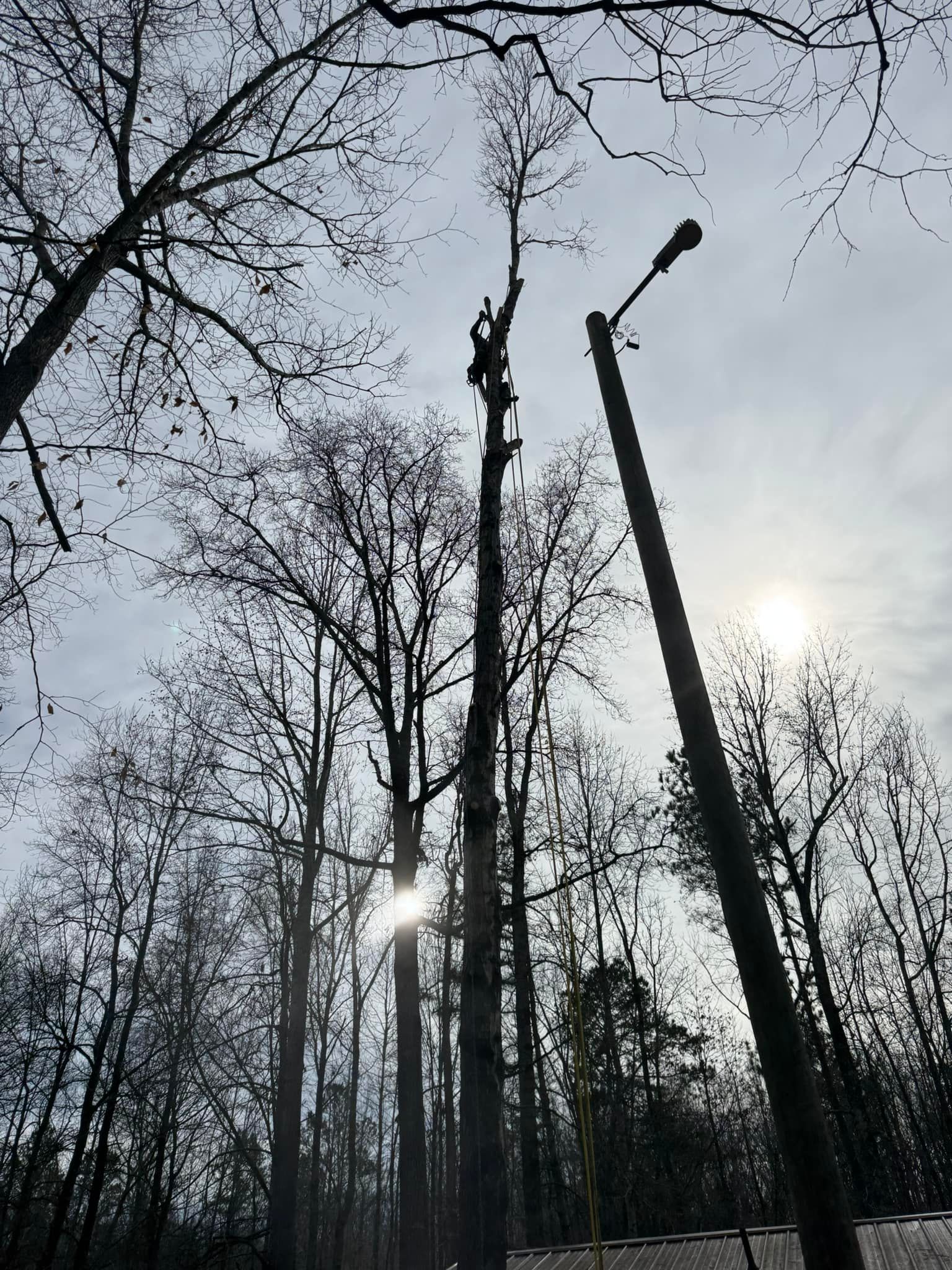 All Photos for Meade tree service in Greensboro, NC