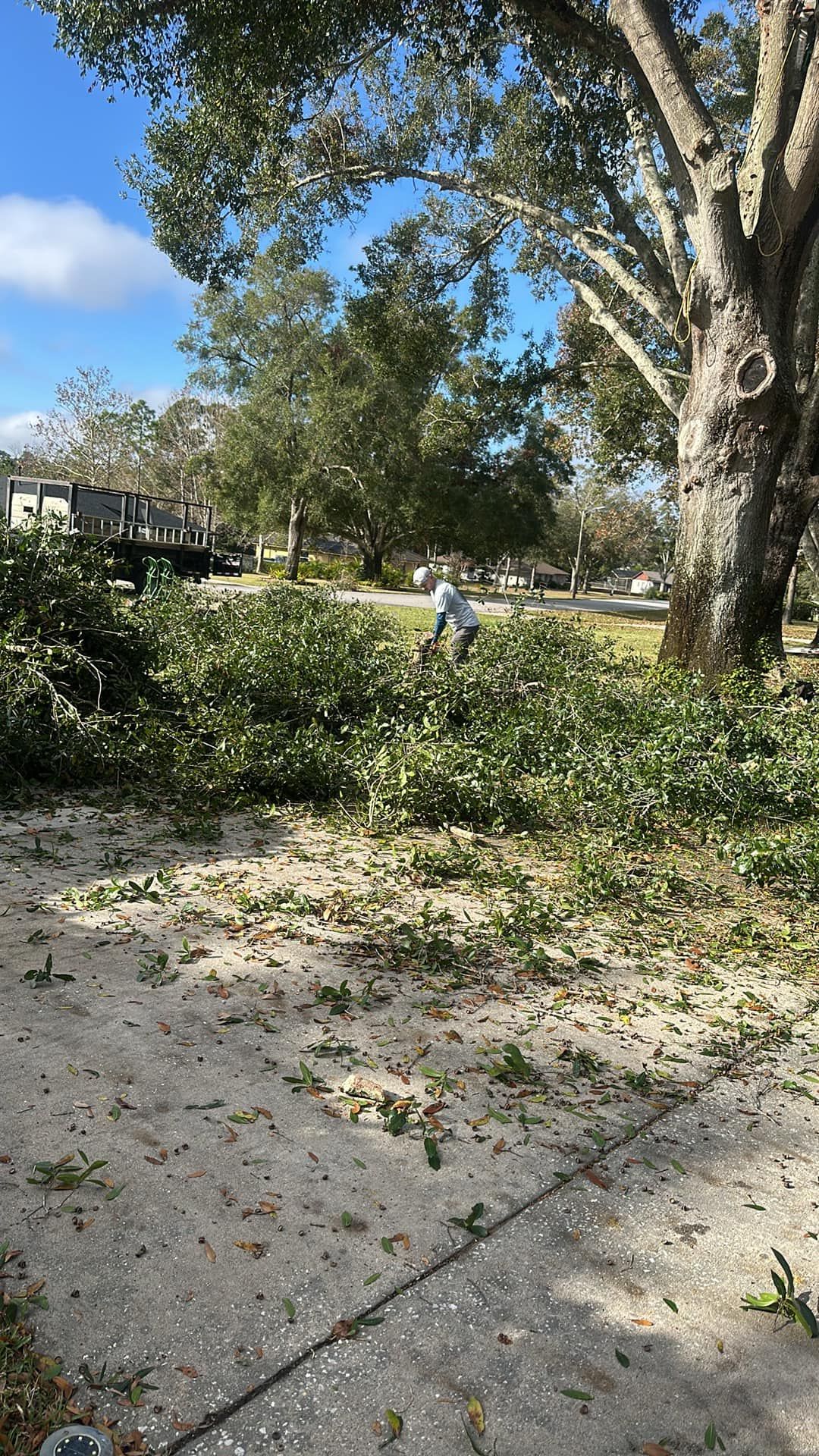  for Narrow Path Tree Service in Deland, FL
