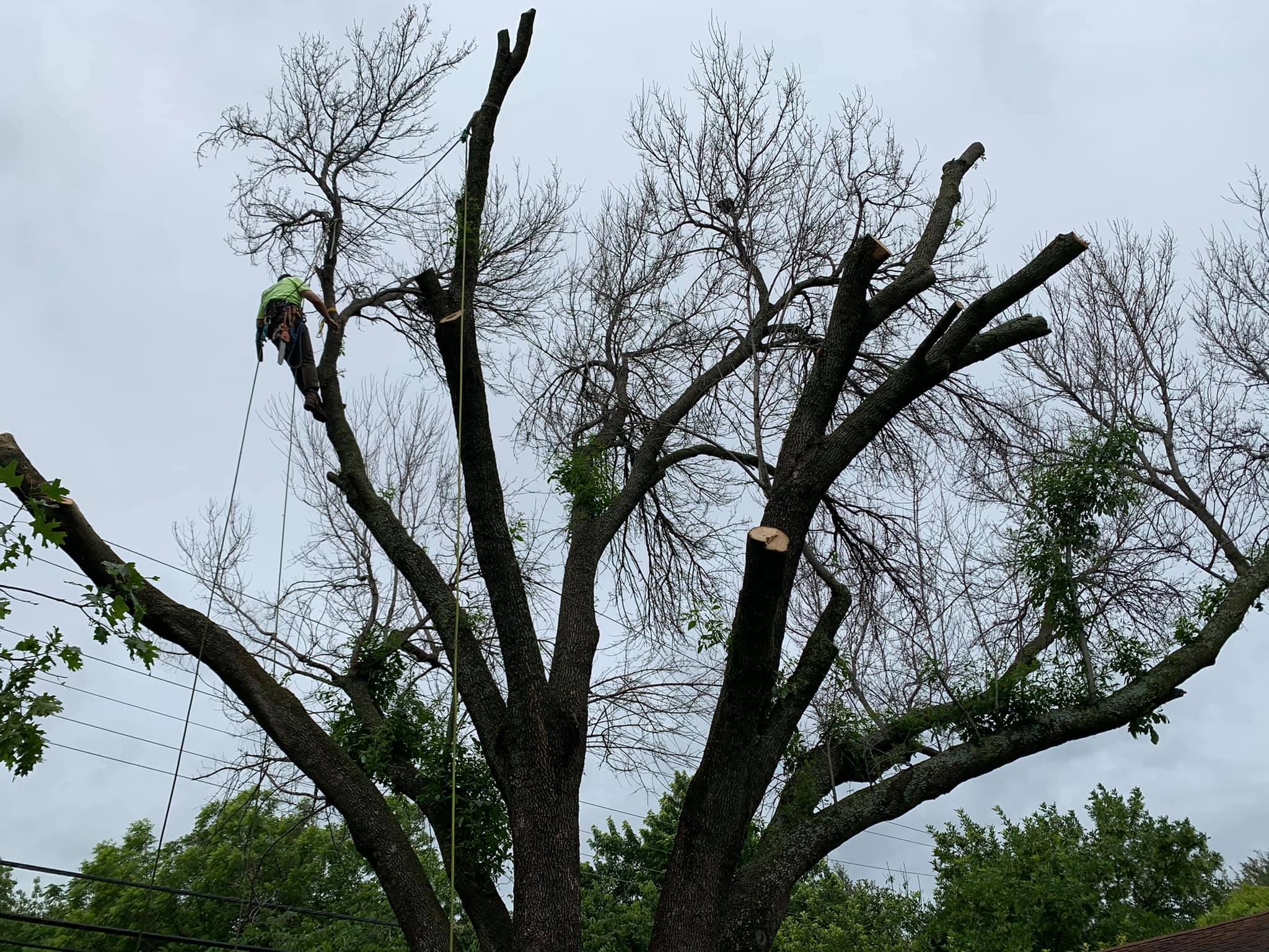  for TLC Professional Tree Service in Fort Worth, TX