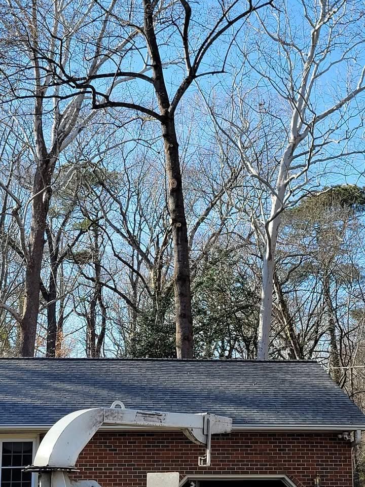  for Integrity Tree and Landscaping in Lynchburg, VA