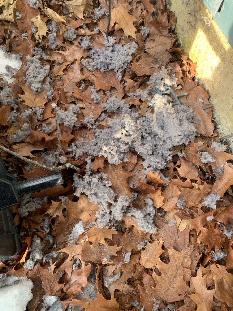 All Photos for Soapy Suds Services in St. Charles, IL