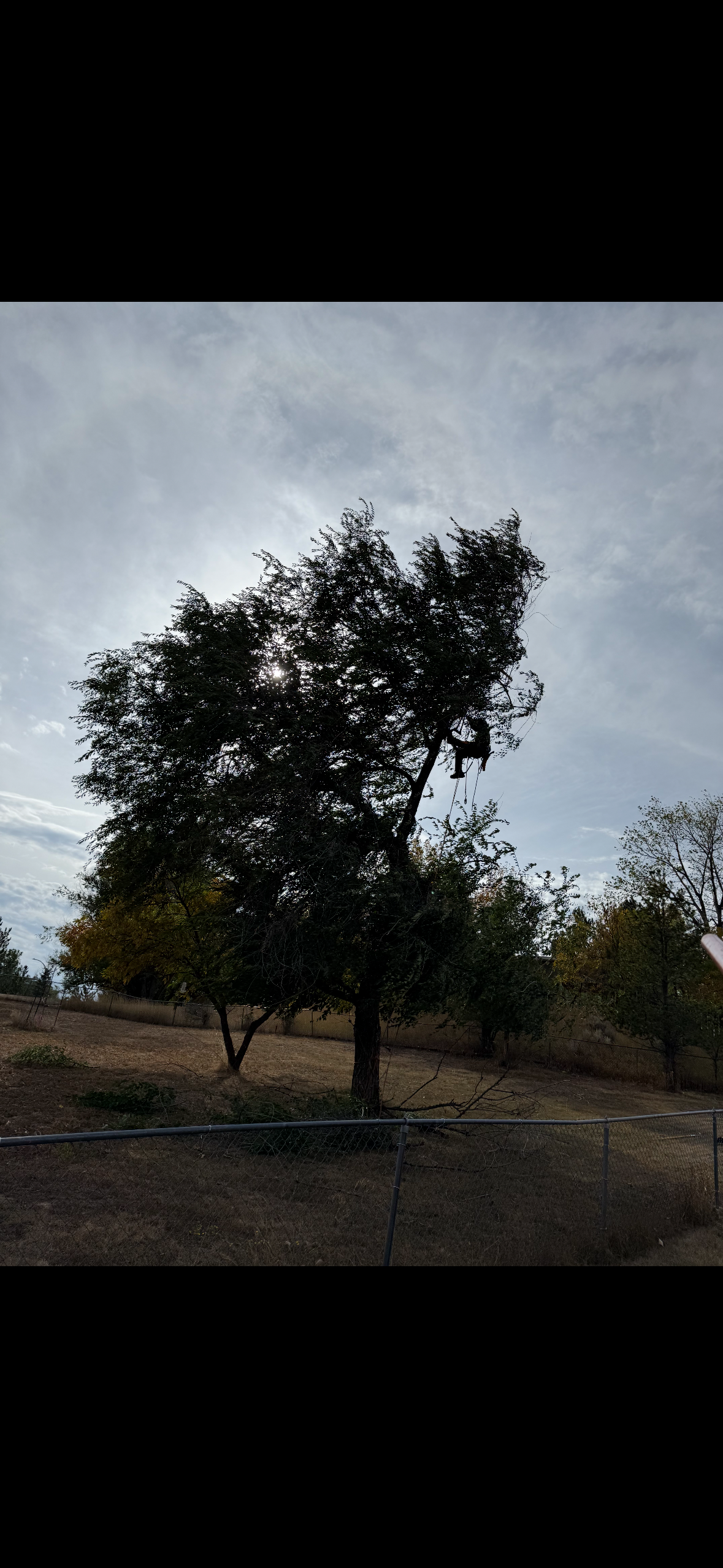  for Elevated Tree Care in Gillette, WY
