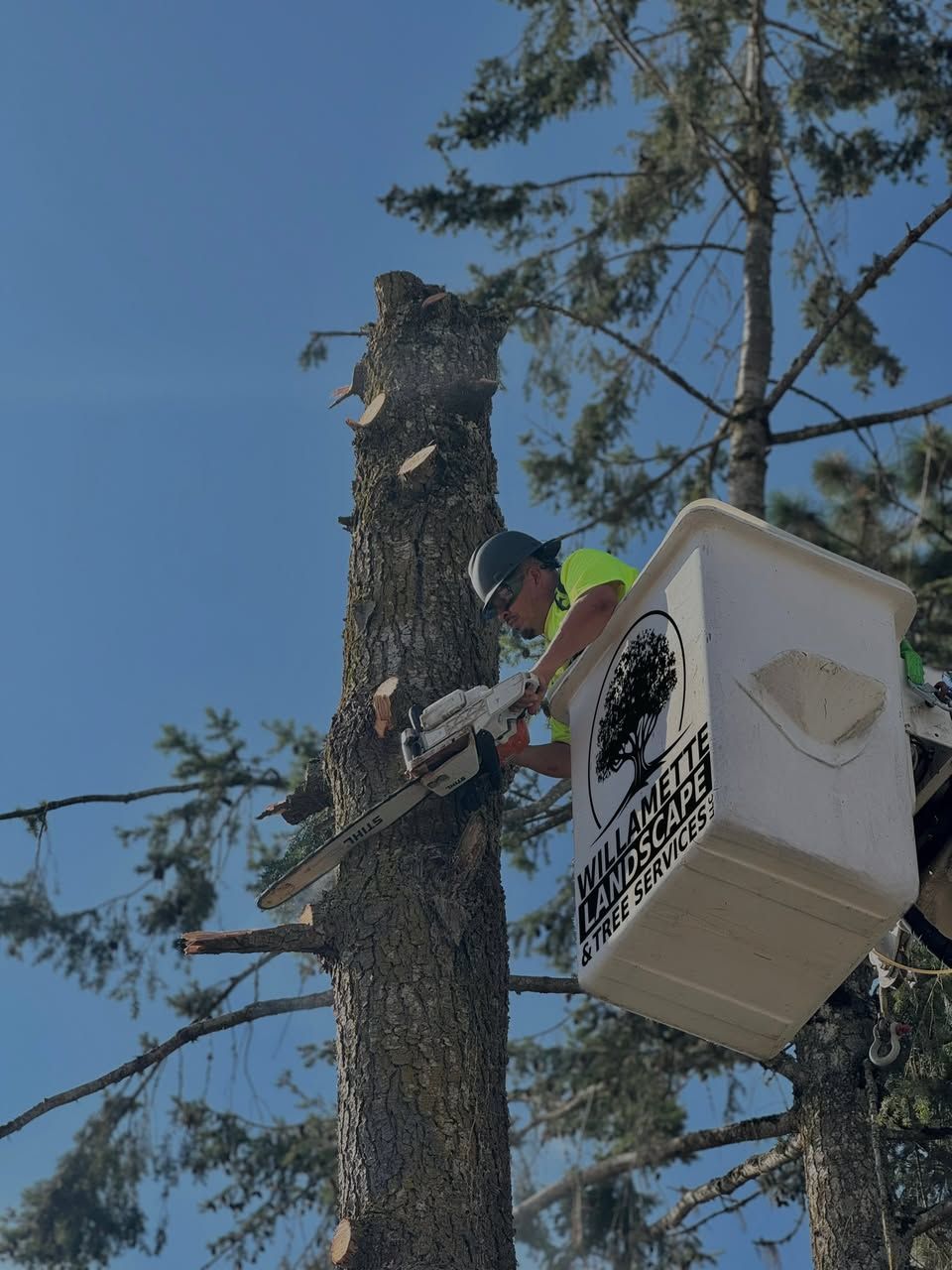  for Willamette Landscaping and Tree Services in Albany, OR