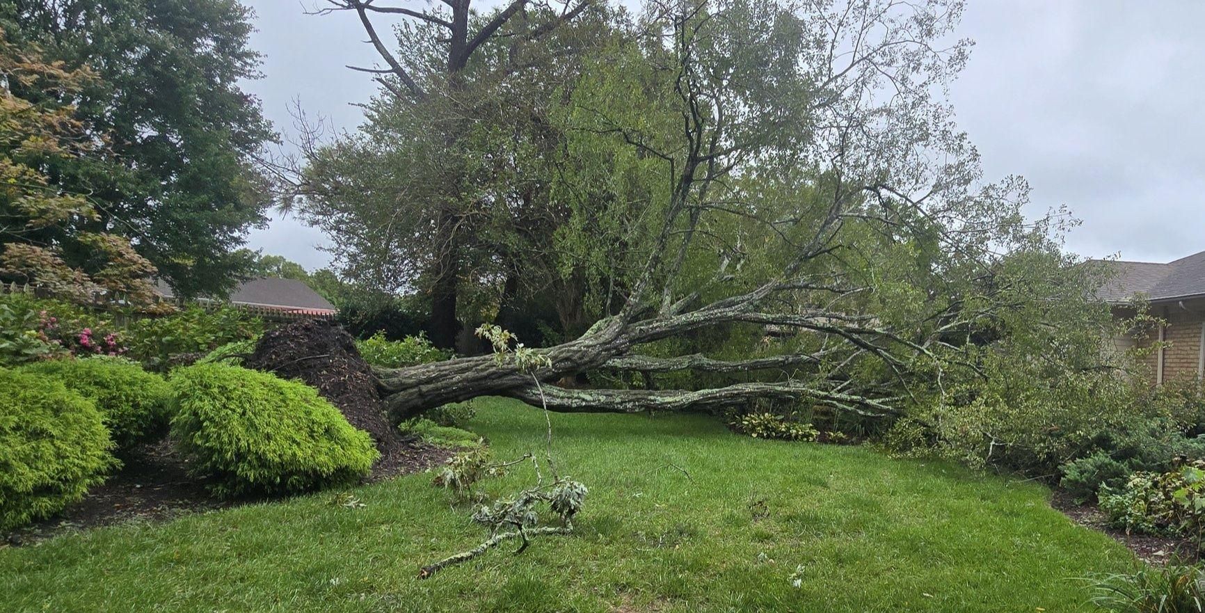  for Beach Tree Care in Virginia Beach, VA