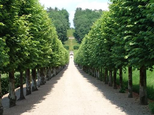 All Photos for Sammy's Tree Services in Sacramento, CA