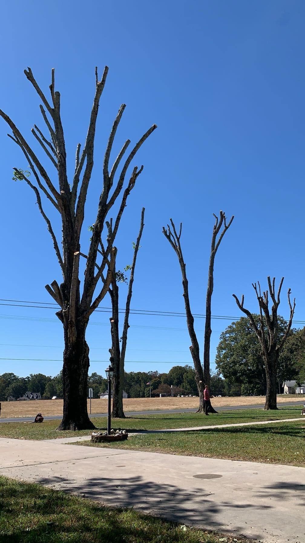  for DW’s Tree Service in Winston-Salem, NC