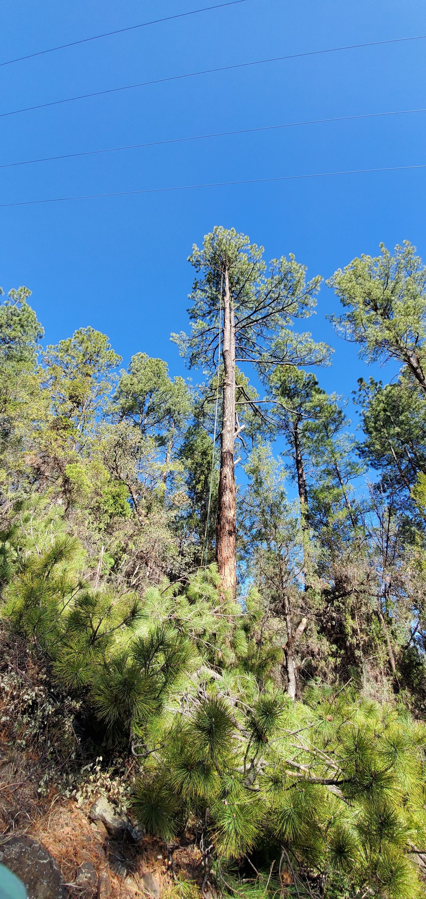  for StockPro Tree Specialists in Show Low, AZ