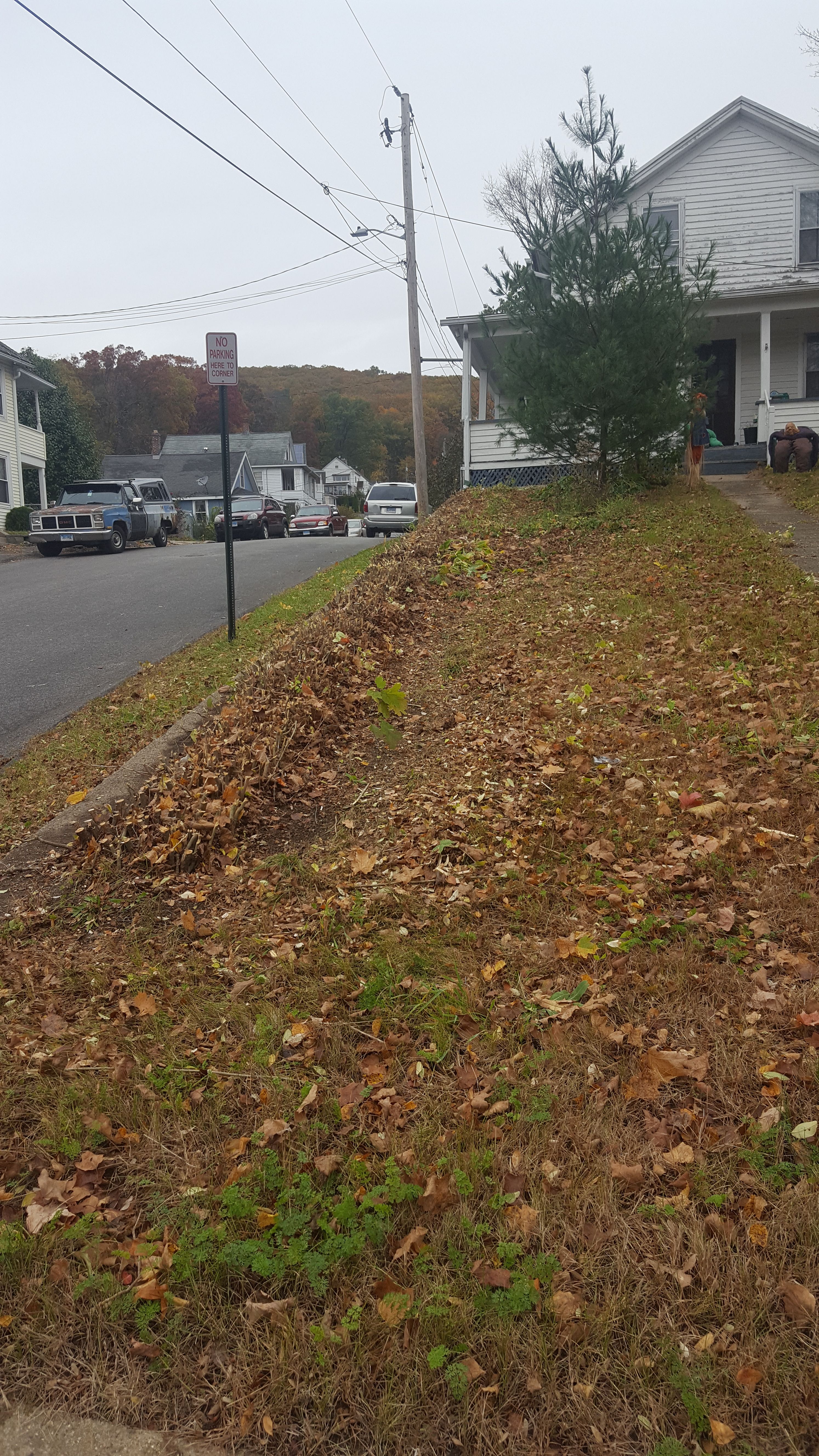 Hedge/Tree/Brush Cutting for Landscape Innovations LLC in Torrington, CT