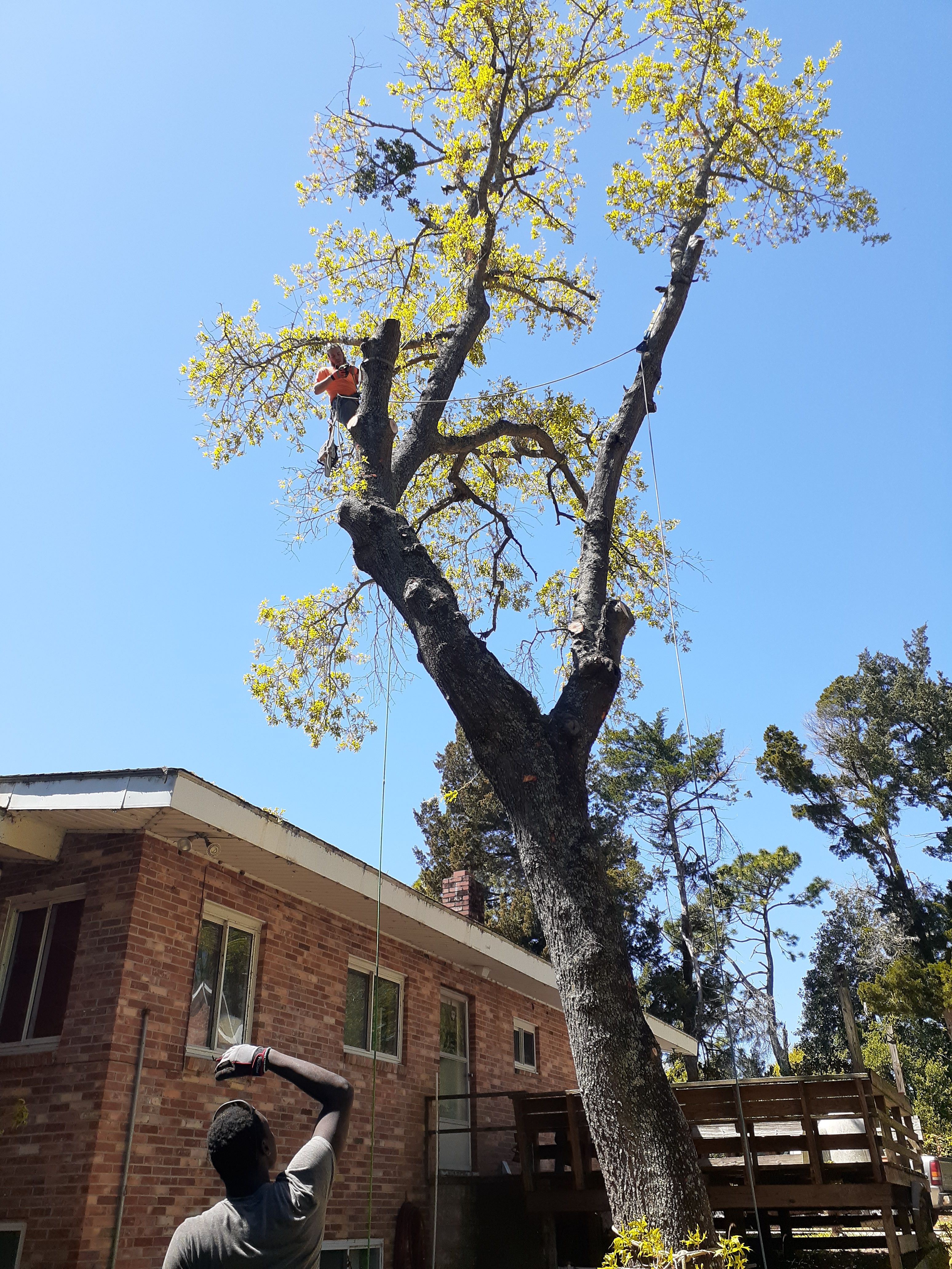  for Professional Tree Service USA in Chattanooga, TN