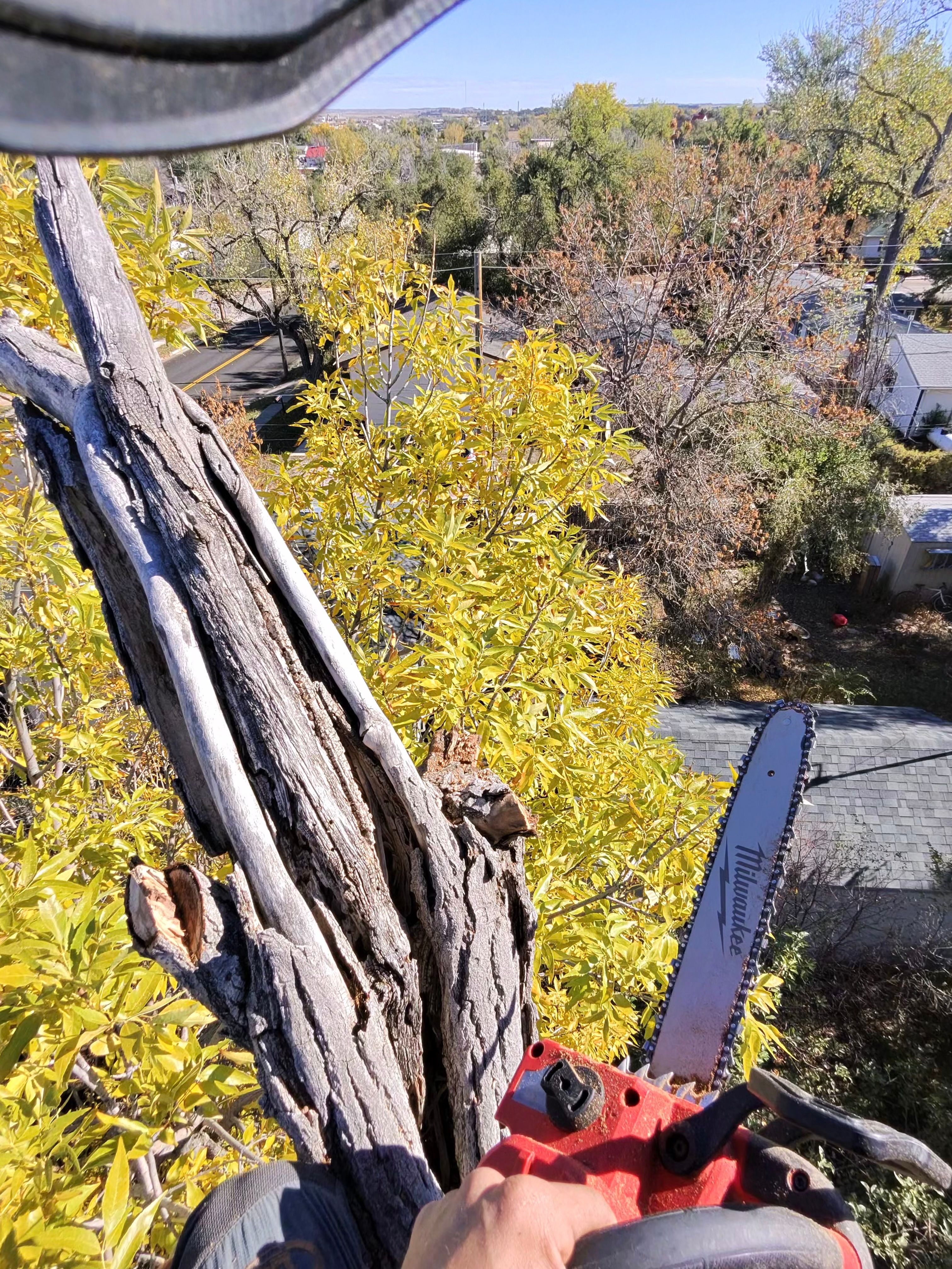  for Elevated Tree Care in Gillette, WY