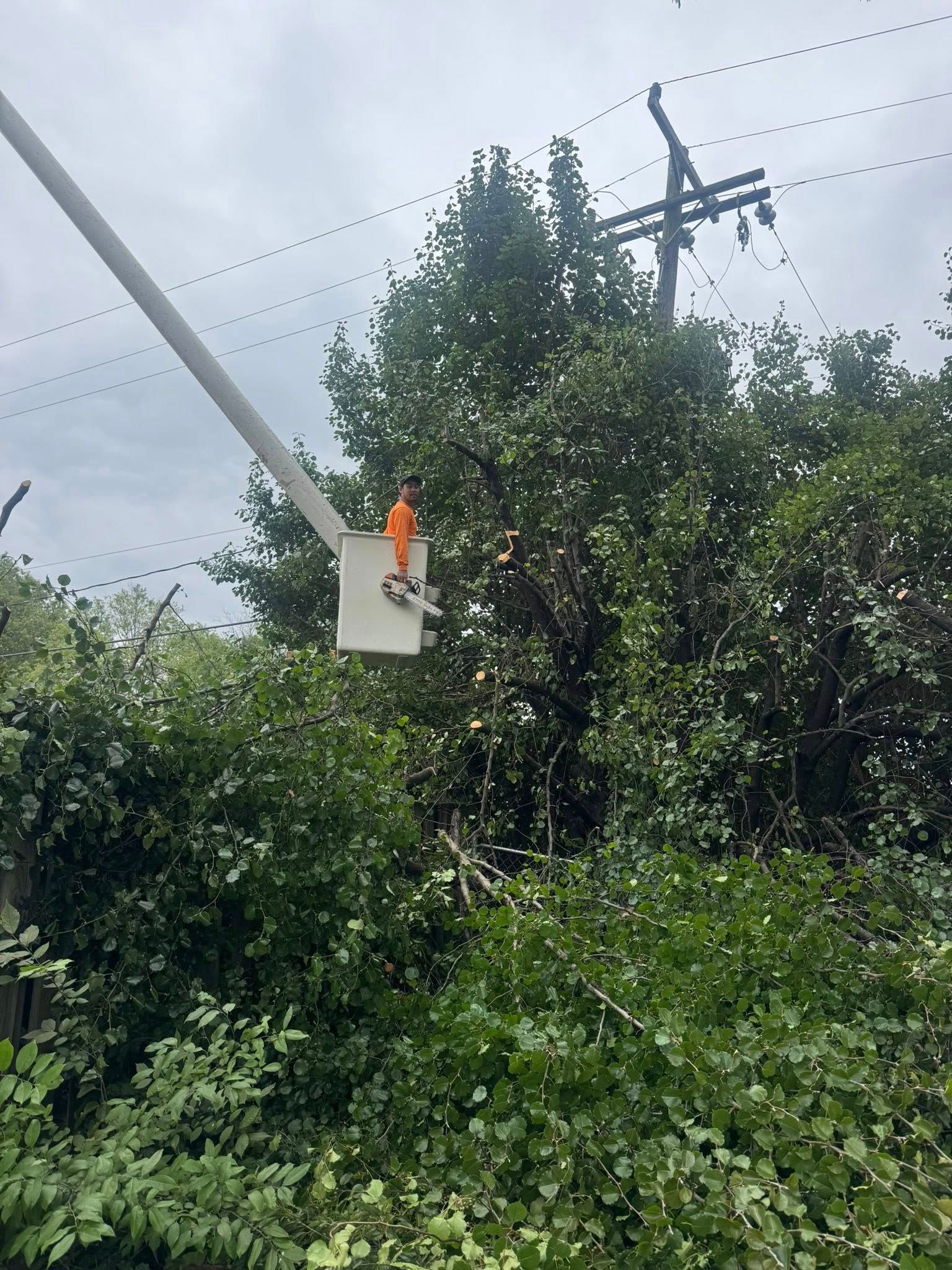  for K-2 Tree Service in Shelby, NC