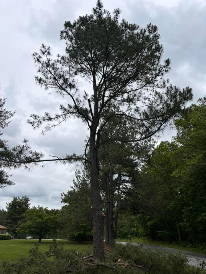  for Ascending Tree Service LLC in Kenbridge, VA