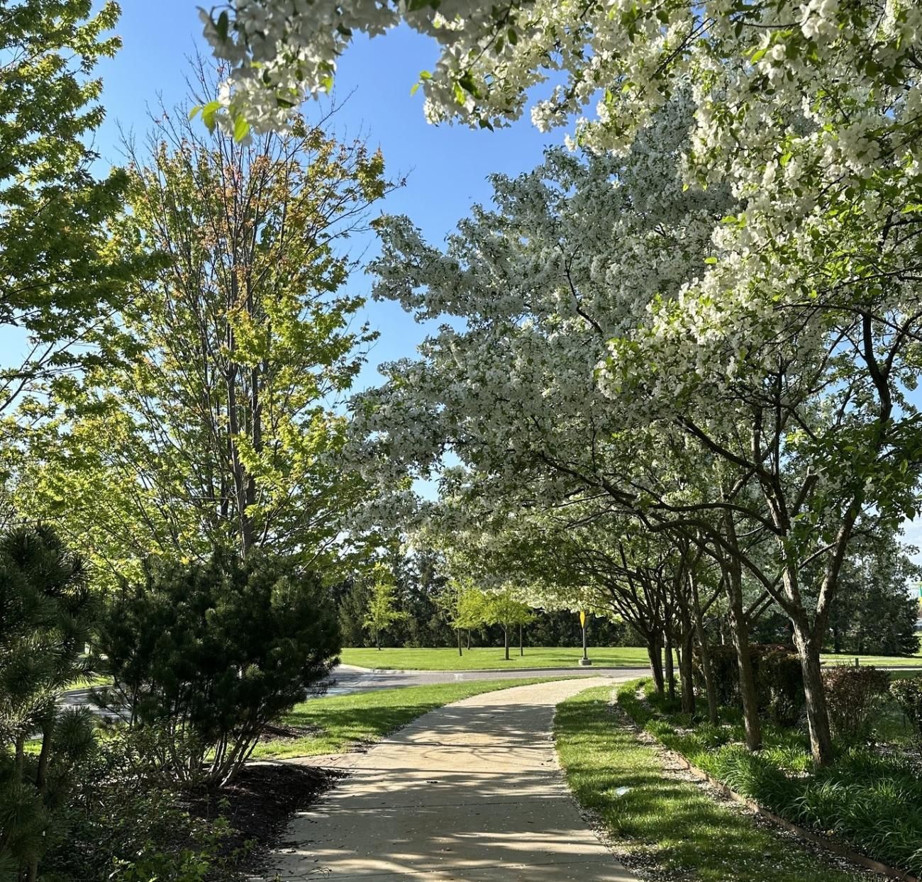 All Photos for Big Bear Tree Service in Newport News, VA