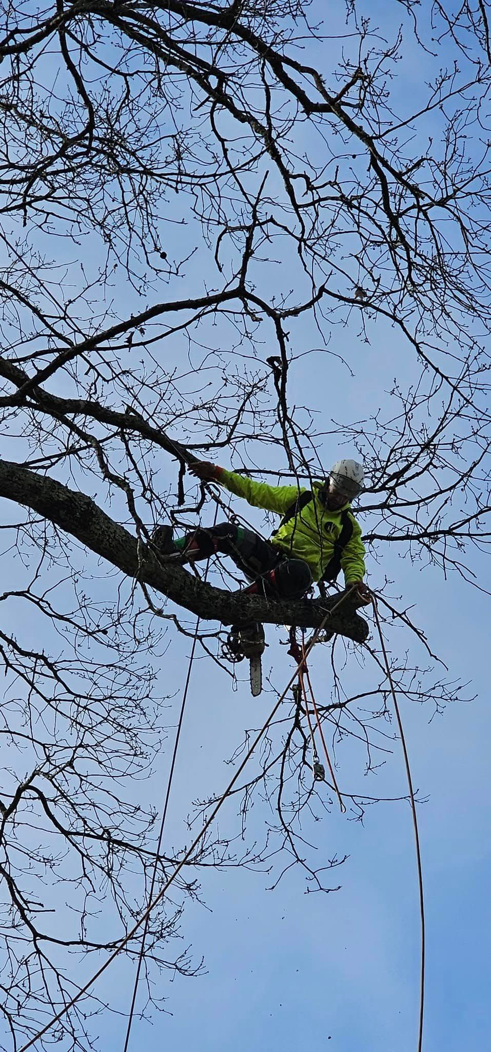  for Reagan & Sons Tree Service in Dandridge, TN
