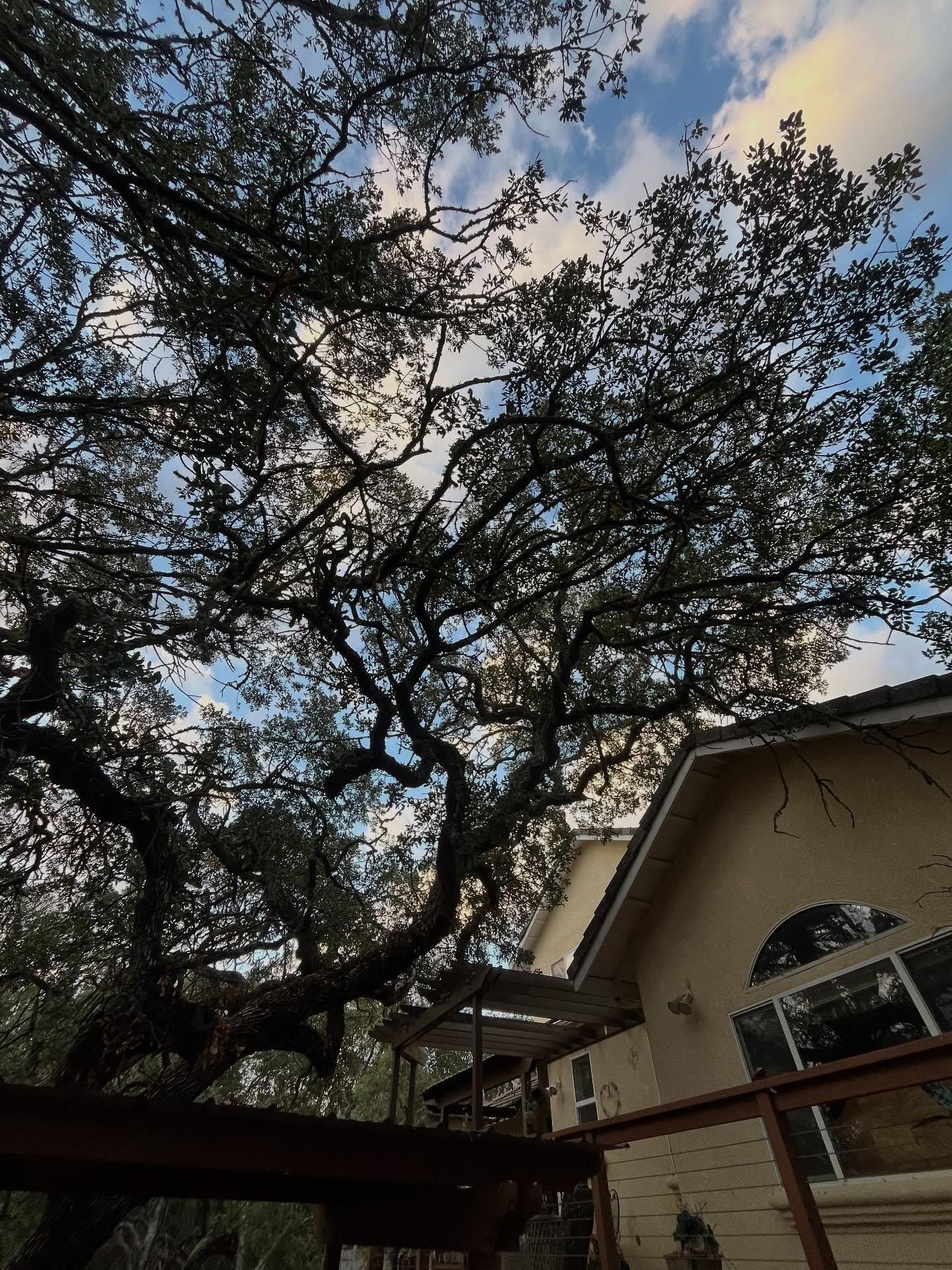  for A1 Junk & Tree Solutions, LLC in Paso Robles, CA