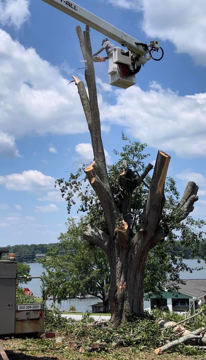 Tree Trimming and Removal for R&P Tree Service LLC in Greenville, South Carolina