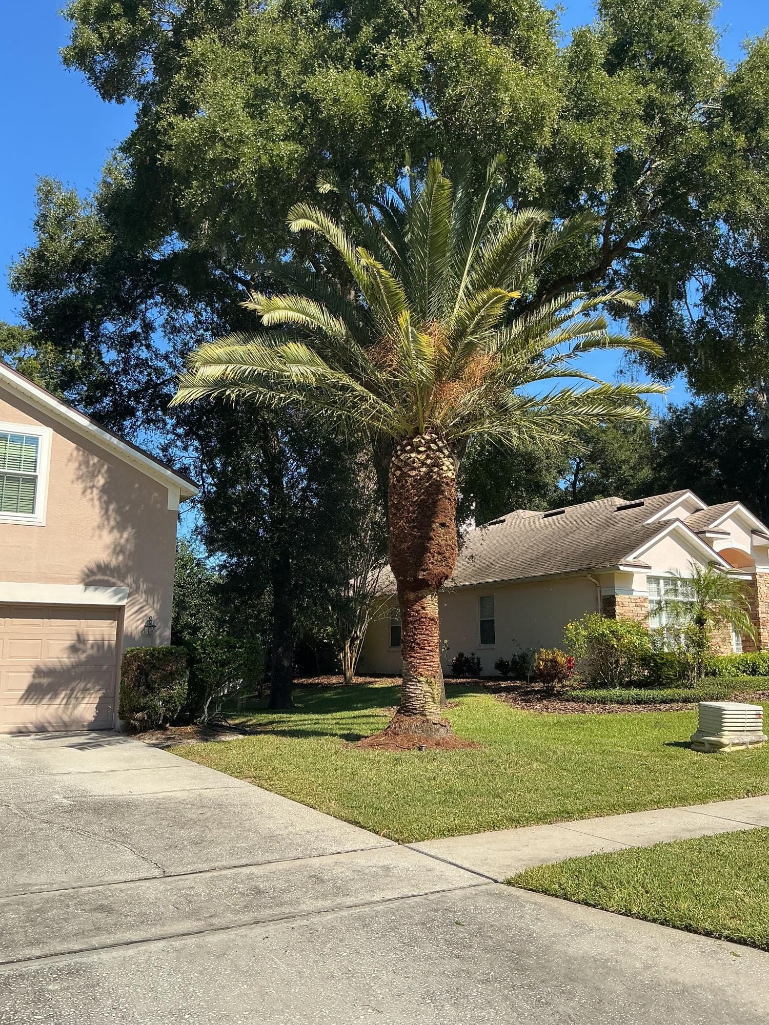  for Amerigrown Tree And Lawn in Apopka, FL