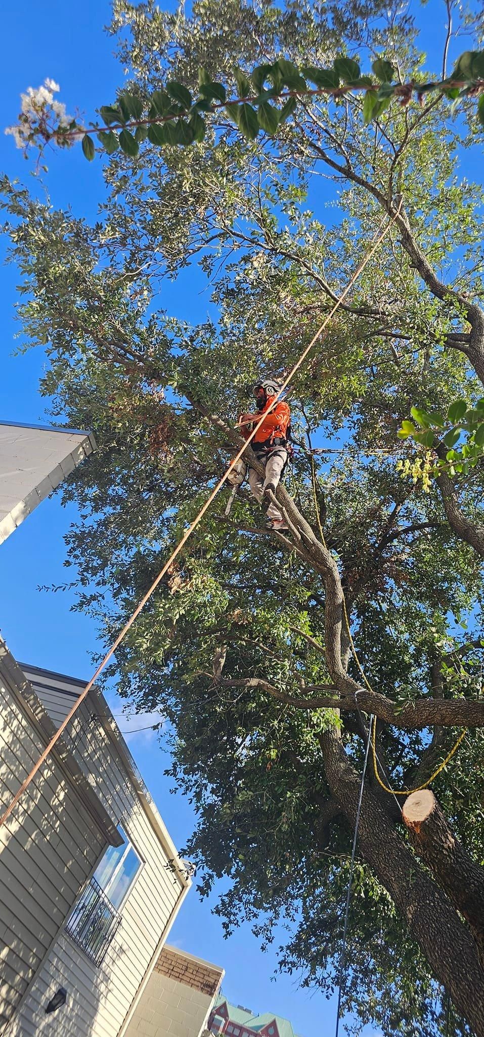  for Servin's Tree Care  in Houston, TX