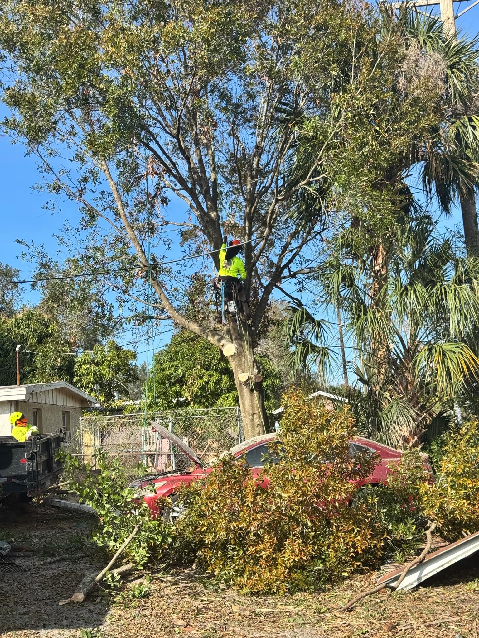 All Photos for Broadway Tree Care in Inverness, FL