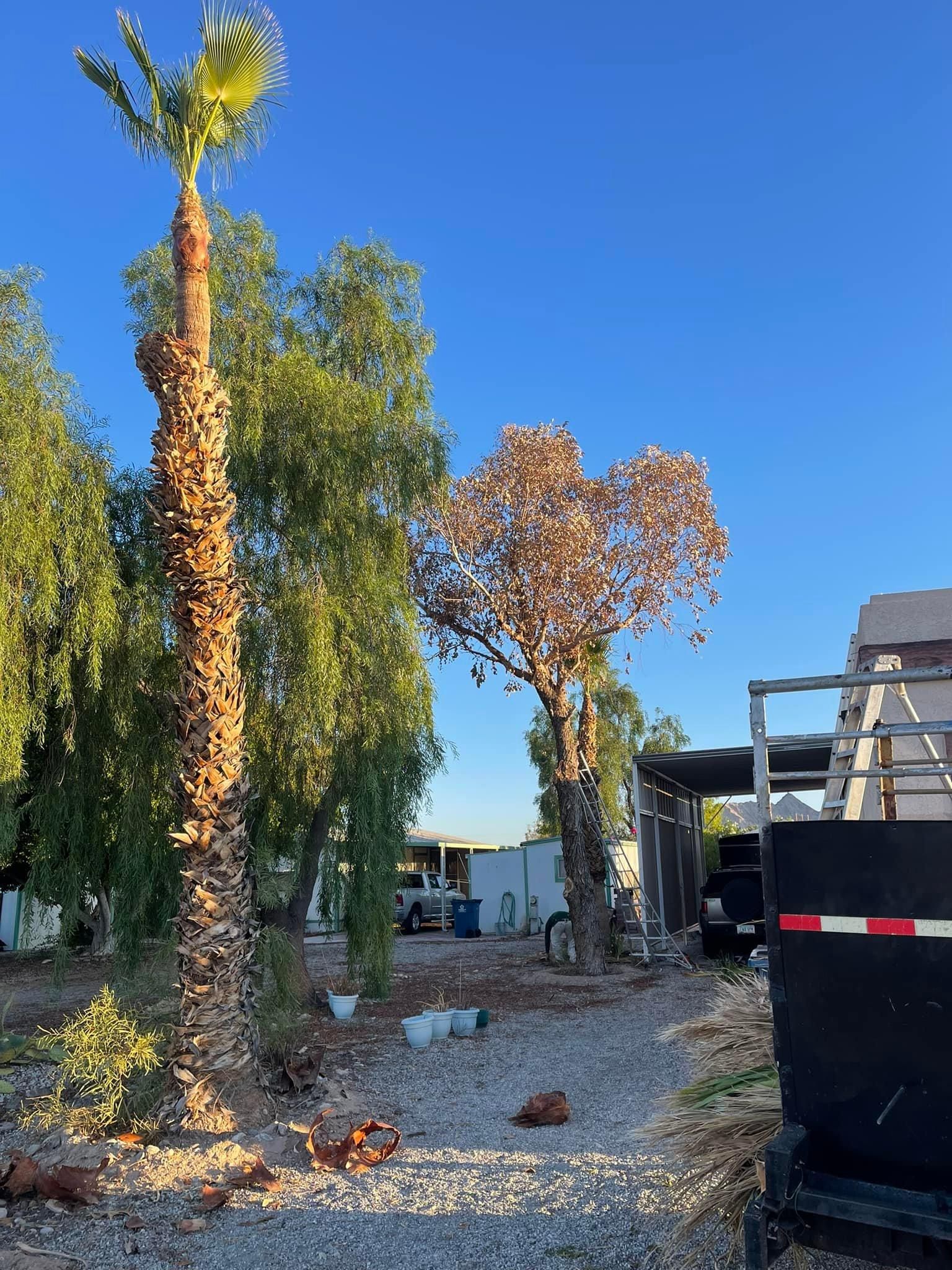 for Oliver L. Palm & Tree services in Yuma County, AZ