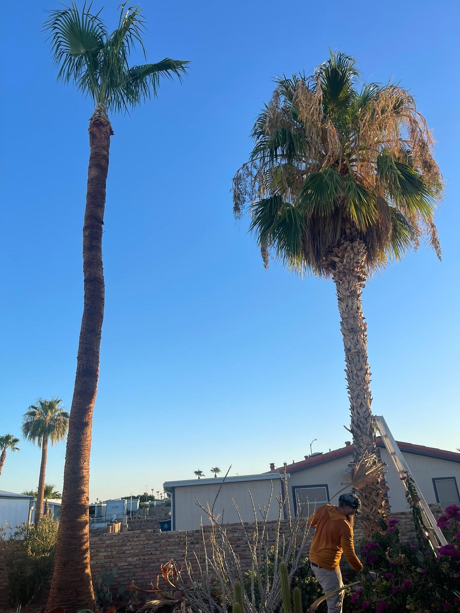  for Oliver L. Palm & Tree services in Yuma County, AZ