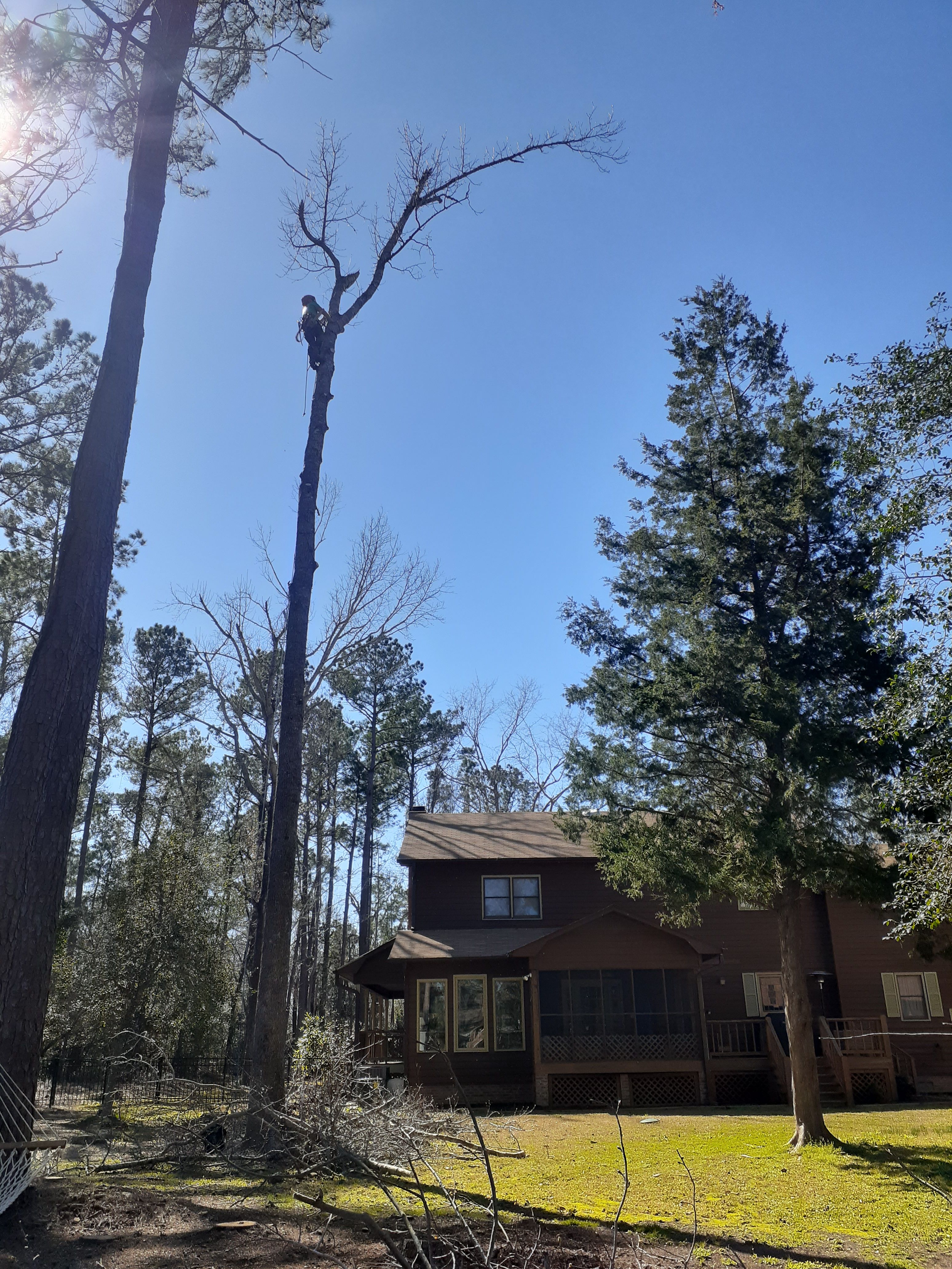  for Professional Tree Service USA in Chattanooga, TN