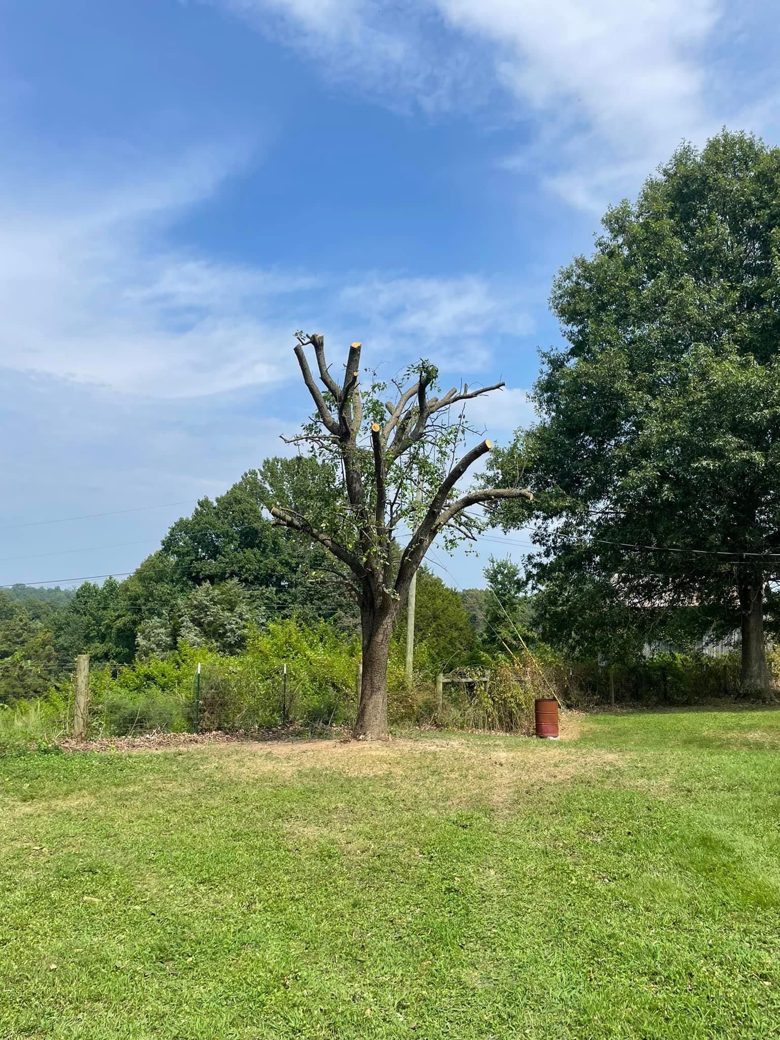 Tree Removal for Atwood’s Tree Care in Liberty,  KY