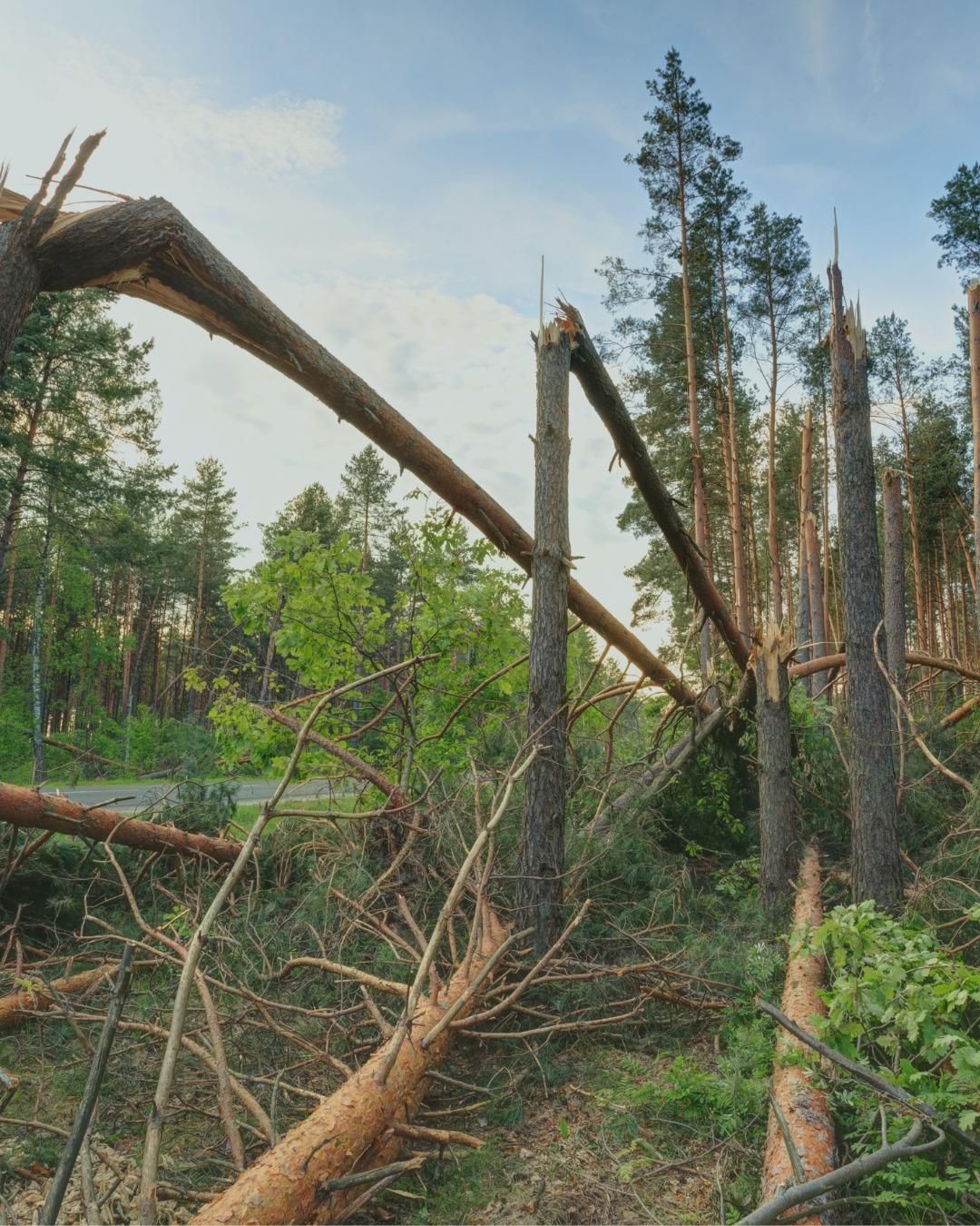  for Oakwood Tree Removal LLC in Oak Creek,  WI