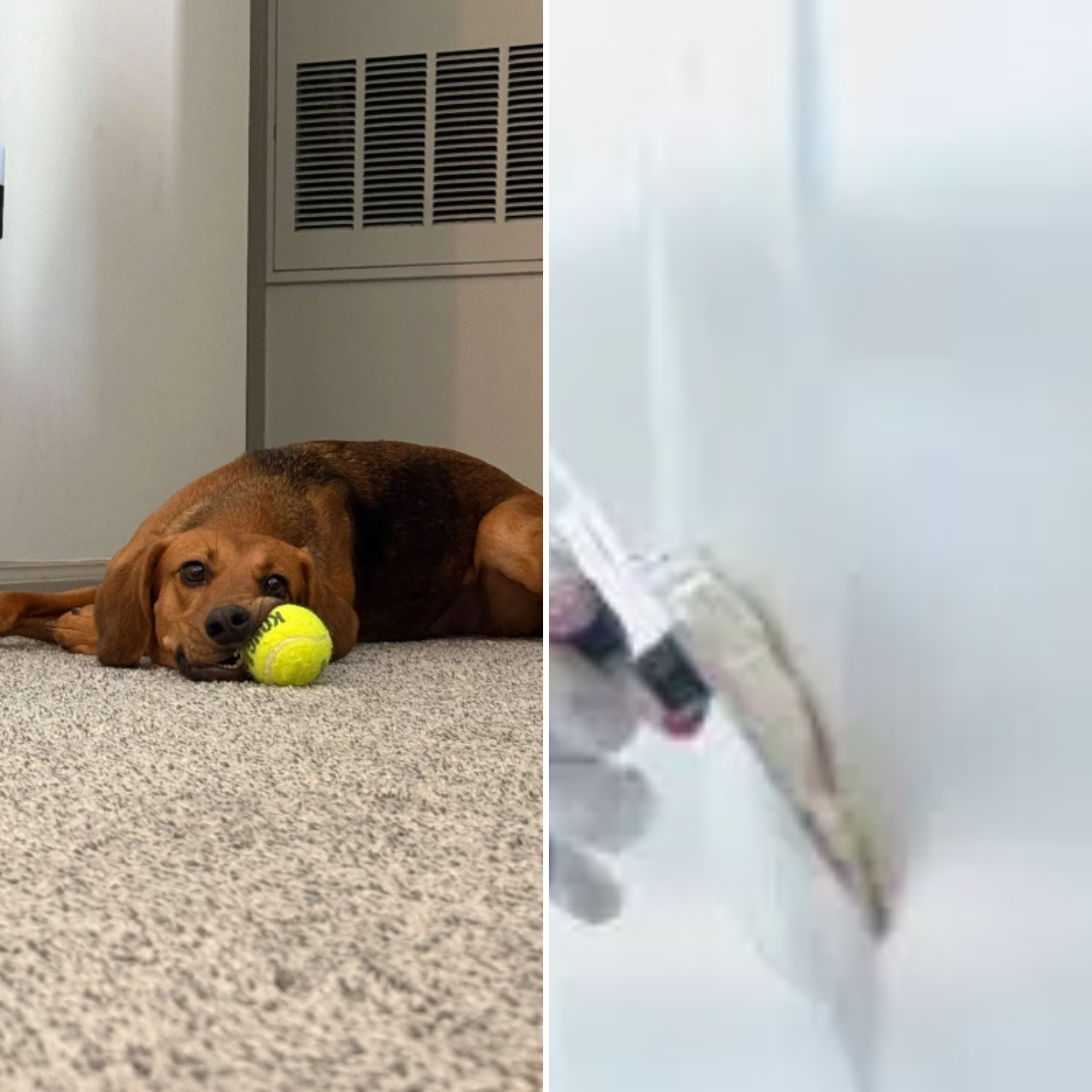  for Down Dog Yoga in Boston, MA