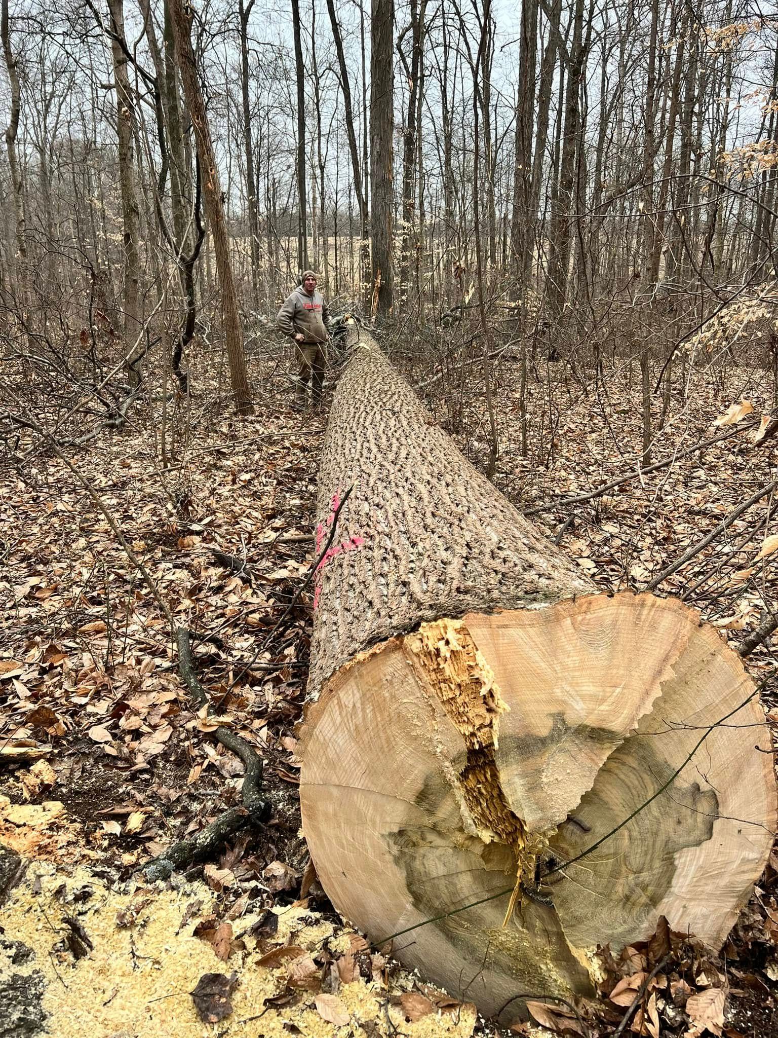 Tree Services for Kadin’s Tree Service in North Vernon, IN