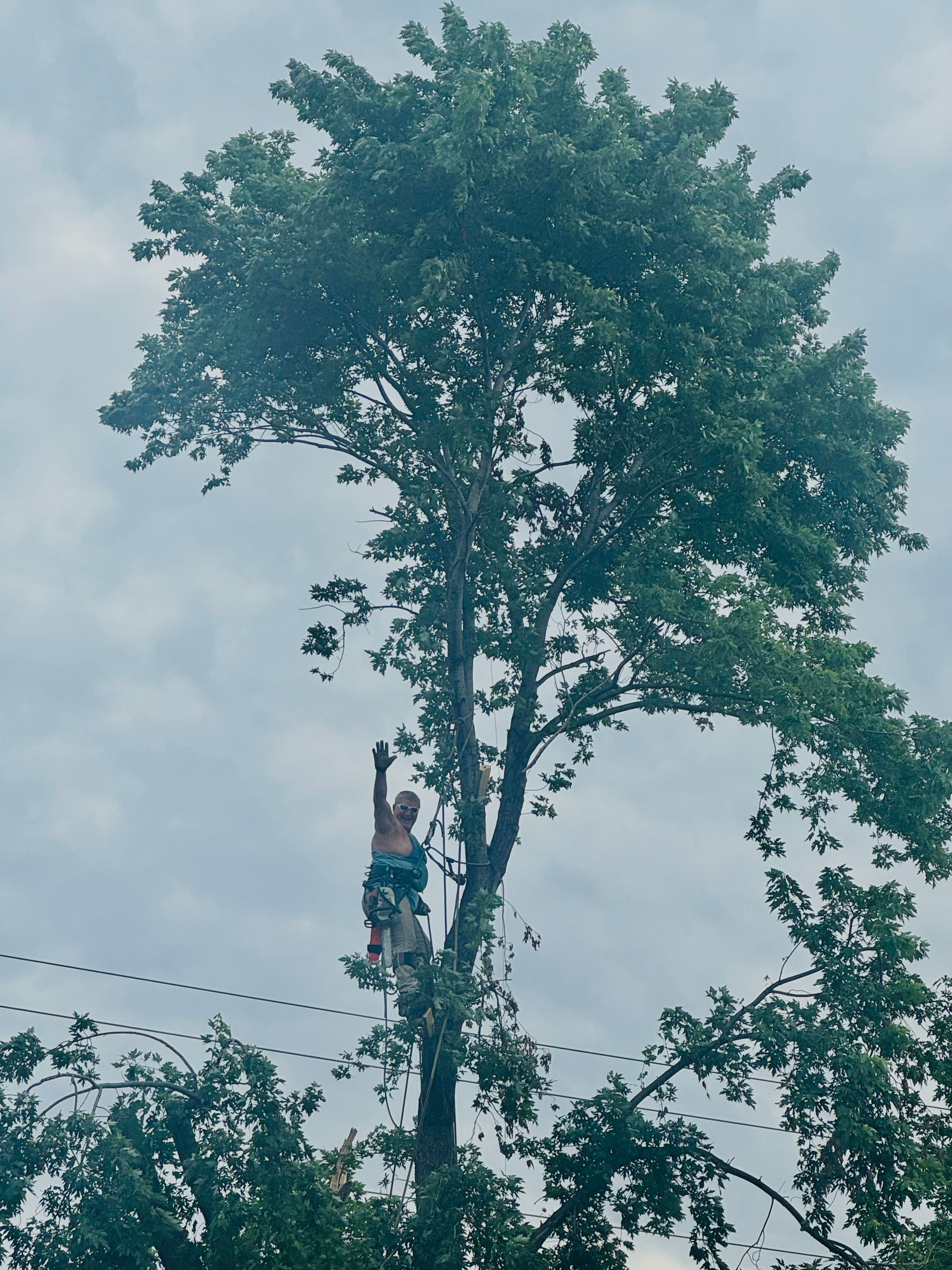 All Photos for Tree Life Tree Service in Wichita, KS